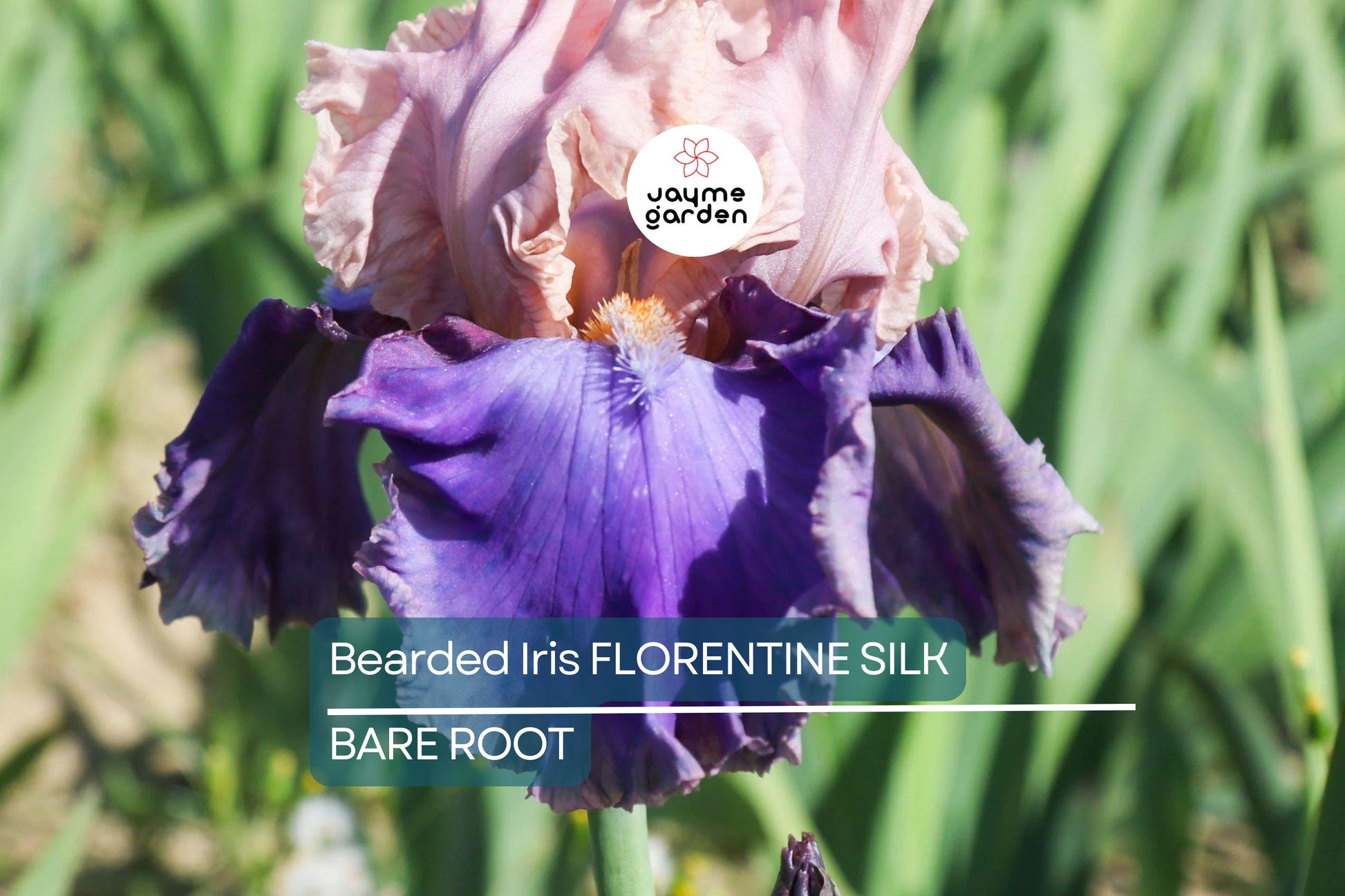 Bearded Iris Florentine Silk - Pink, Lavender, Purple Blooms, Fragrant, Deer-Resistant, USDA Zones 3-10