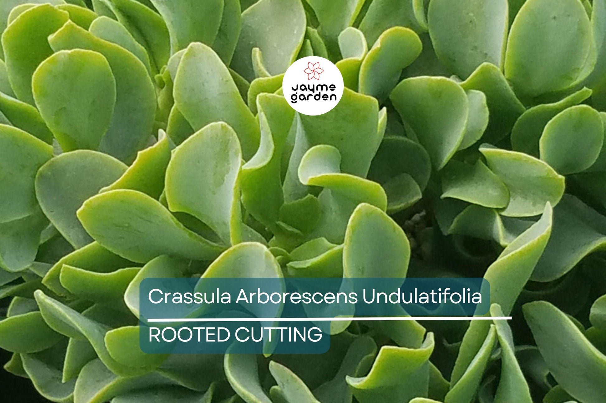 Ripple Jade Succulent - 3" Rooted Plant, Wavy Blue-Green Foliage, Perfect for Indoors or Outdoors, USDA Zones 9-11