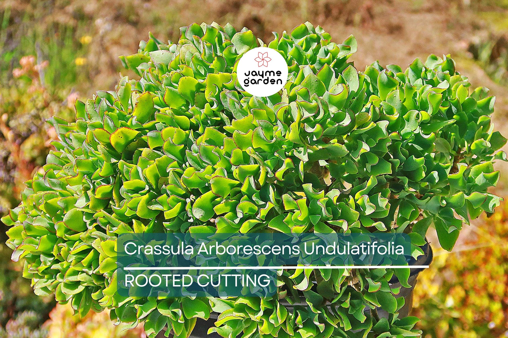 Ripple Jade Succulent - 3" Rooted Plant, Wavy Blue-Green Foliage, Perfect for Indoors or Outdoors, USDA Zones 9-11