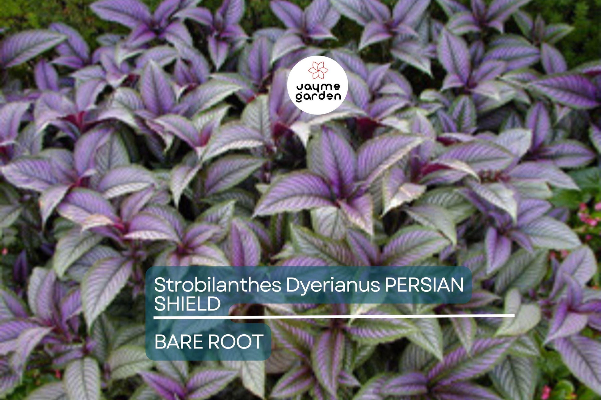 Strobilanthes Dyerianus Persian Shield Live Plant – 4” Tall, Purple Silver Foliage, Heat & Drought Tolerant