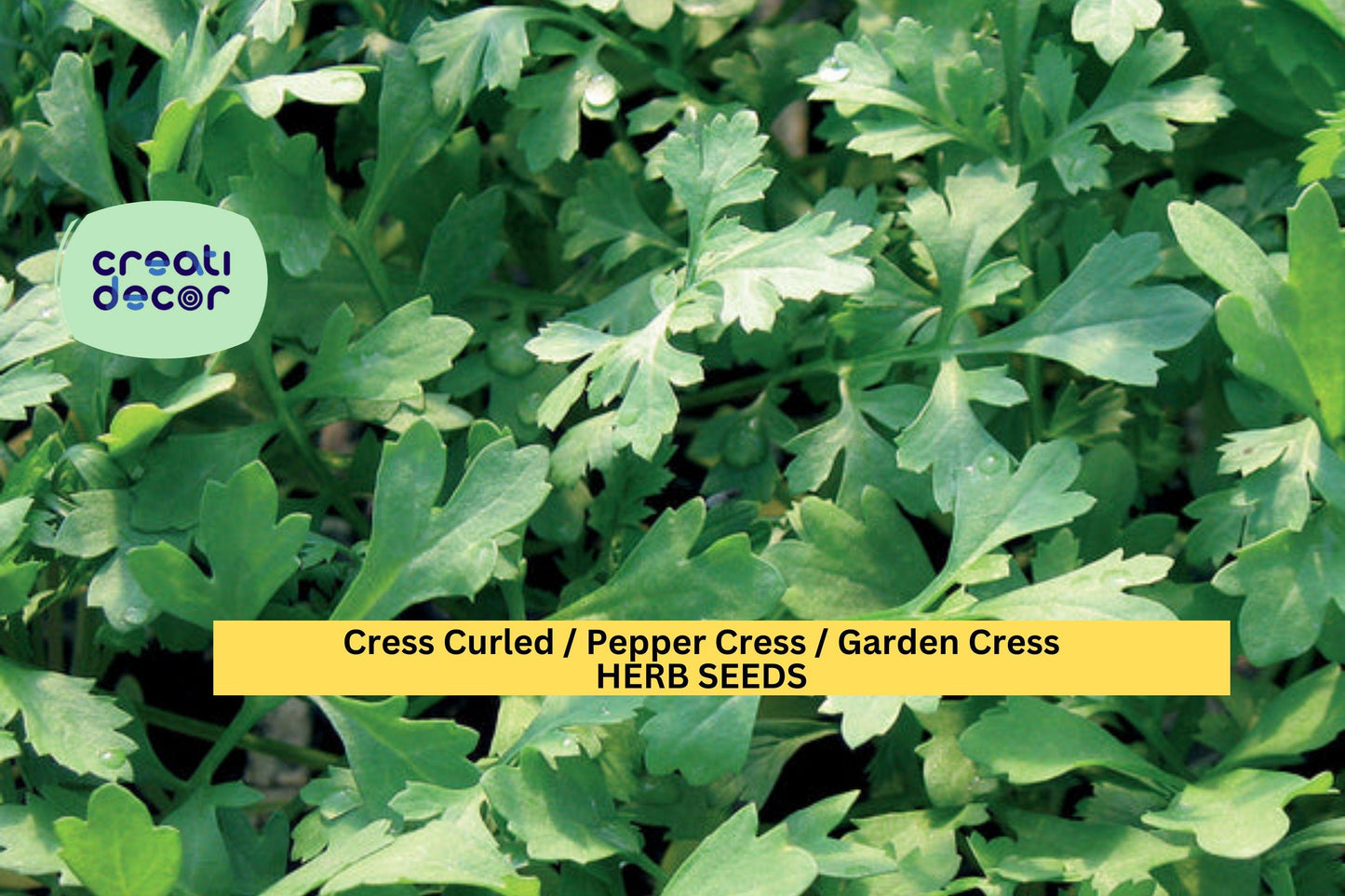 Cress Curled Seeds – 1g for Planting, Pepper Cress, Garden Cress, Fast Growing, Spicy Crisp Greens, High Yield, Garden & Container