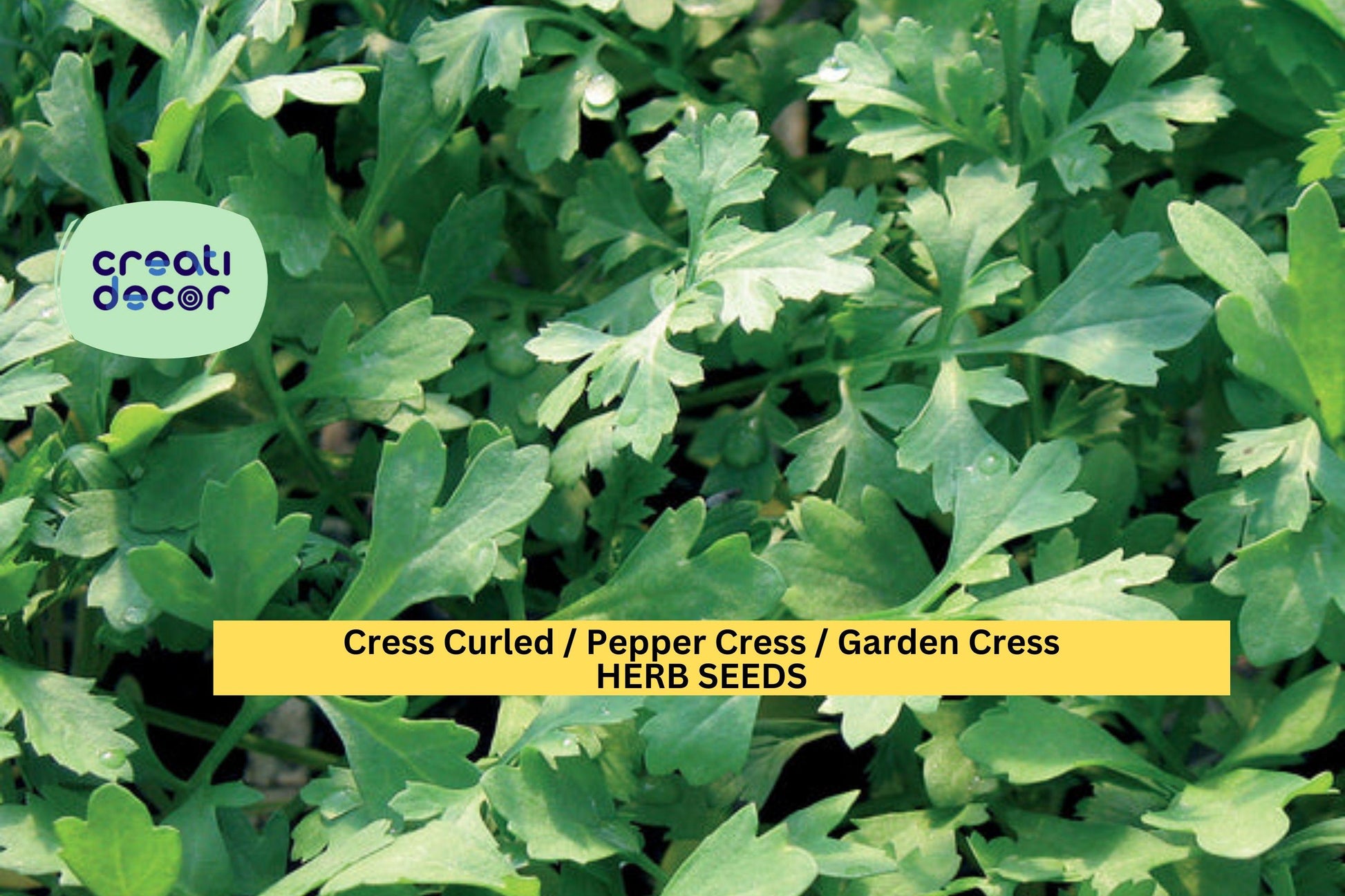 Cress Curled Seeds – 1g for Planting, Pepper Cress, Garden Cress, Fast Growing, Spicy Crisp Greens, High Yield, Garden & Container