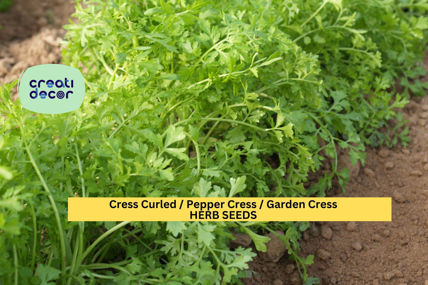 Cress Curled Seeds – 1g for Planting, Pepper Cress, Garden Cress, Fast Growing, Spicy Crisp Greens, High Yield, Garden & Container