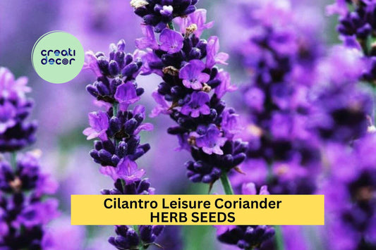 Cilantro Leisure Coriander Seeds – 1g for Planting, Heirloom Variety, Fast Growing, Fragrant Flavorful, High Yield, Garden & Container