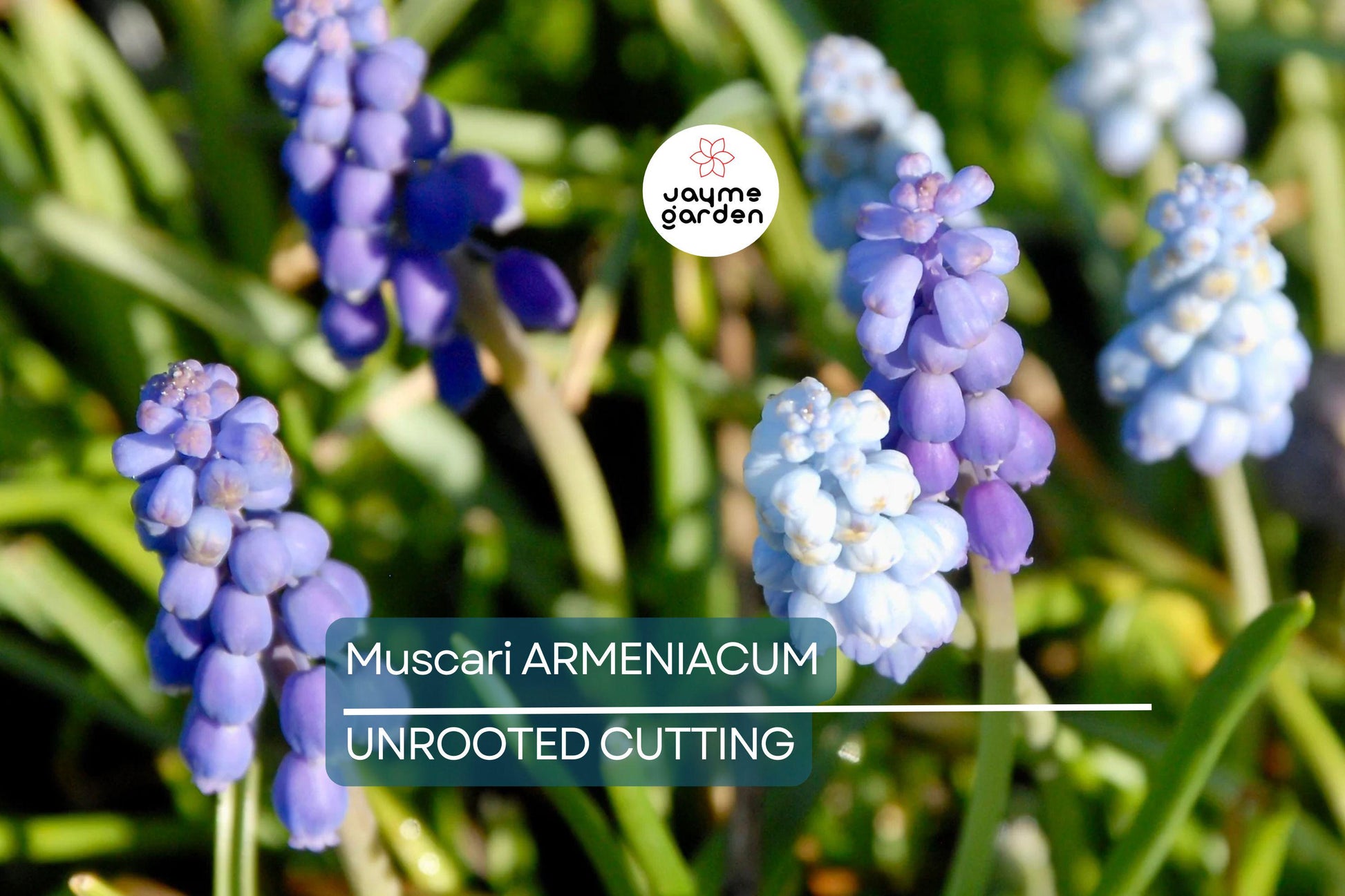 Muscari Armeniacum Bulbs - Blue Grape Hyacinth, 6-8" Tall, Deer Resistant, Award-Winning, Perfect for Borders, Rock Gardens & Naturalizing