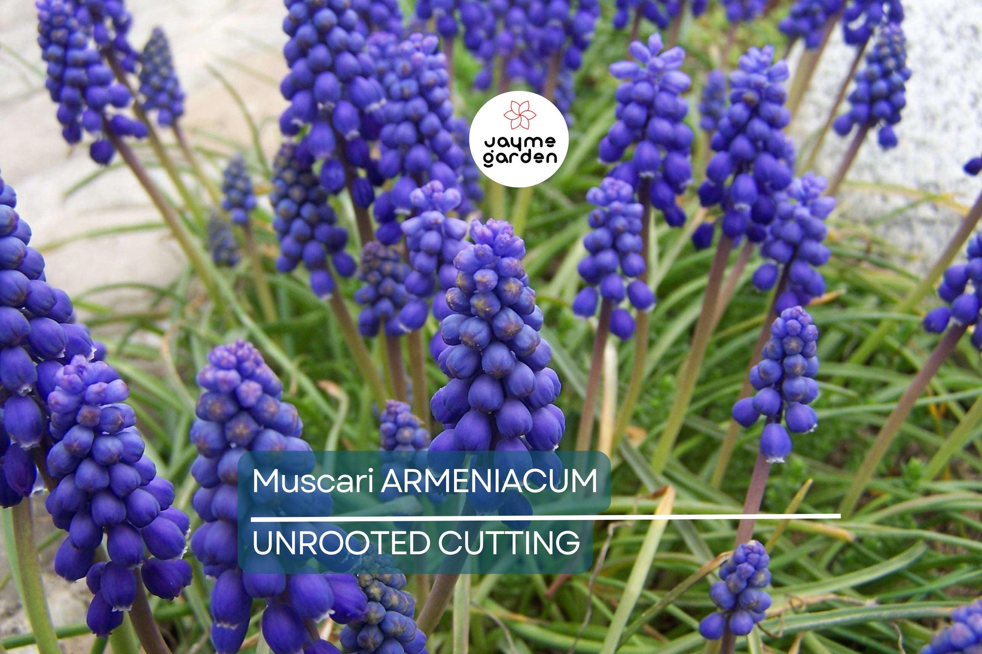 Muscari Armeniacum Bulbs - Blue Grape Hyacinth, 6-8" Tall, Deer Resistant, Award-Winning, Perfect for Borders, Rock Gardens & Naturalizing