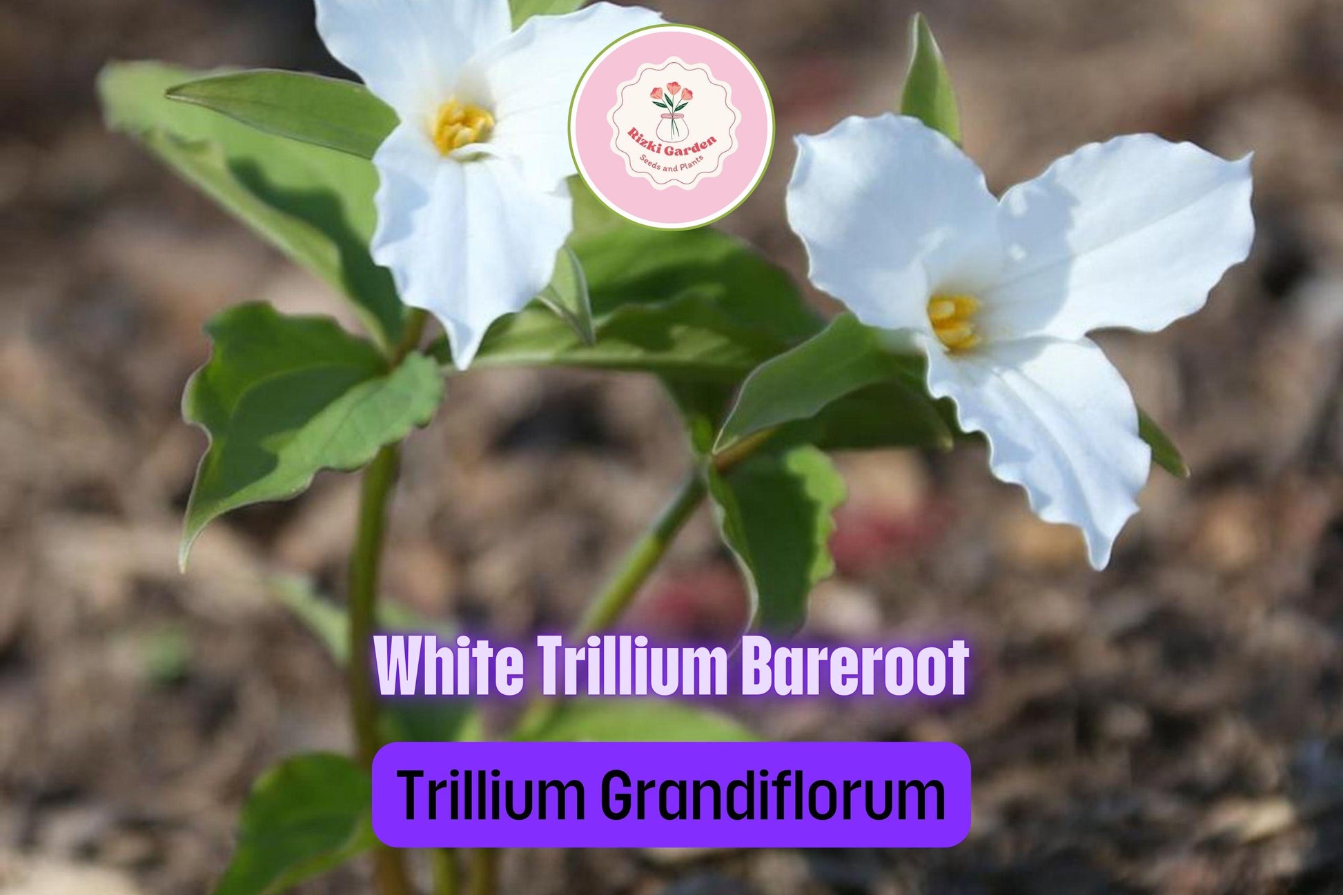 5 White Trillium Plants - Bare Root Trillium grandiflorum | Native Shade Wildflower | Perennial for Woodland Gardens
