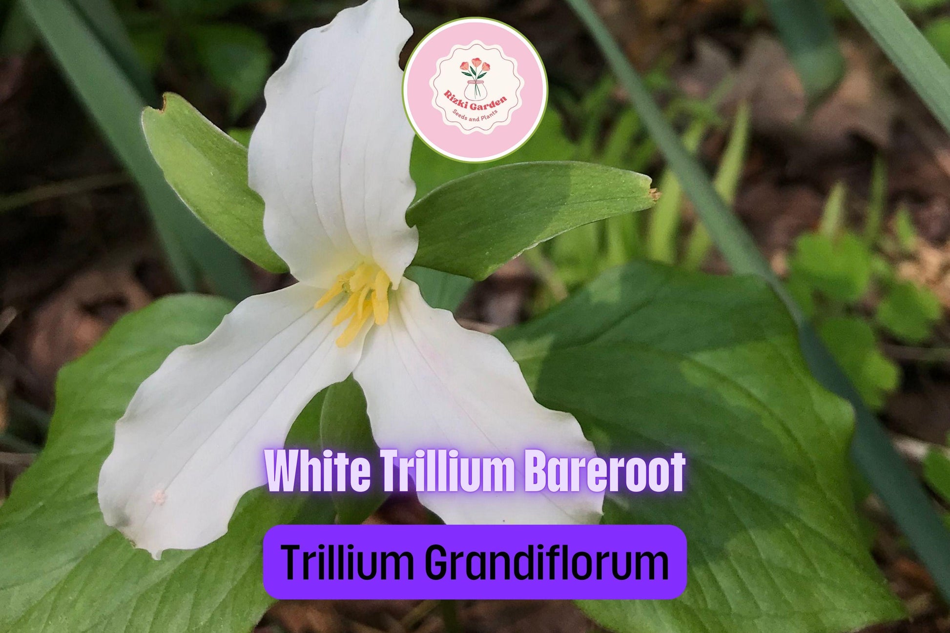 5 White Trillium Plants - Bare Root Trillium grandiflorum | Native Shade Wildflower | Perennial for Woodland Gardens