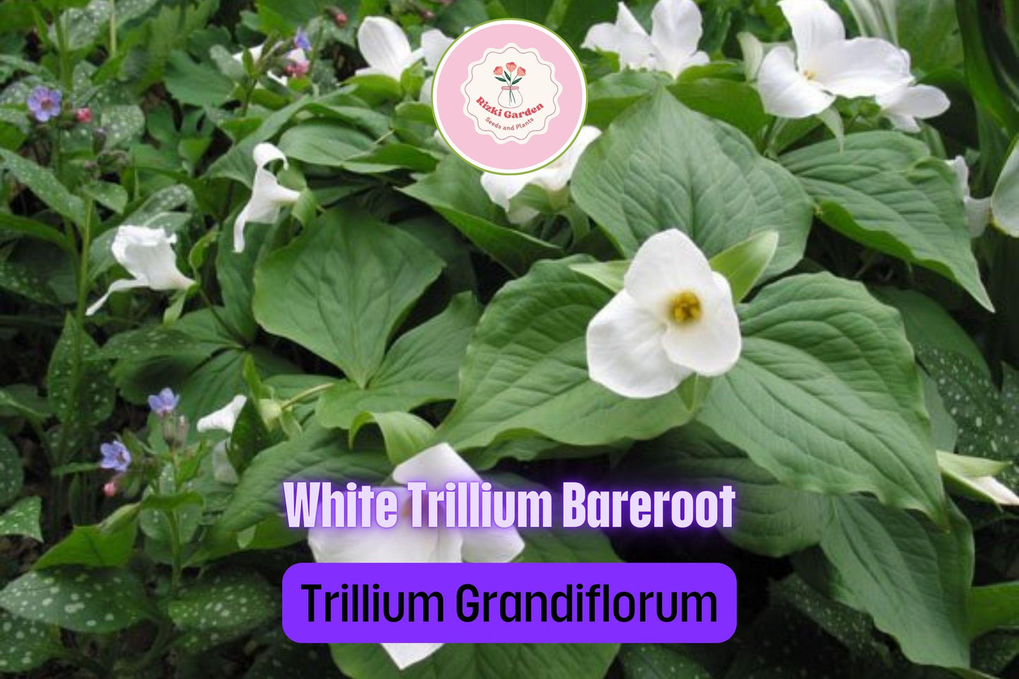 5 White Trillium Plants - Bare Root Trillium grandiflorum | Native Shade Wildflower | Perennial for Woodland Gardens