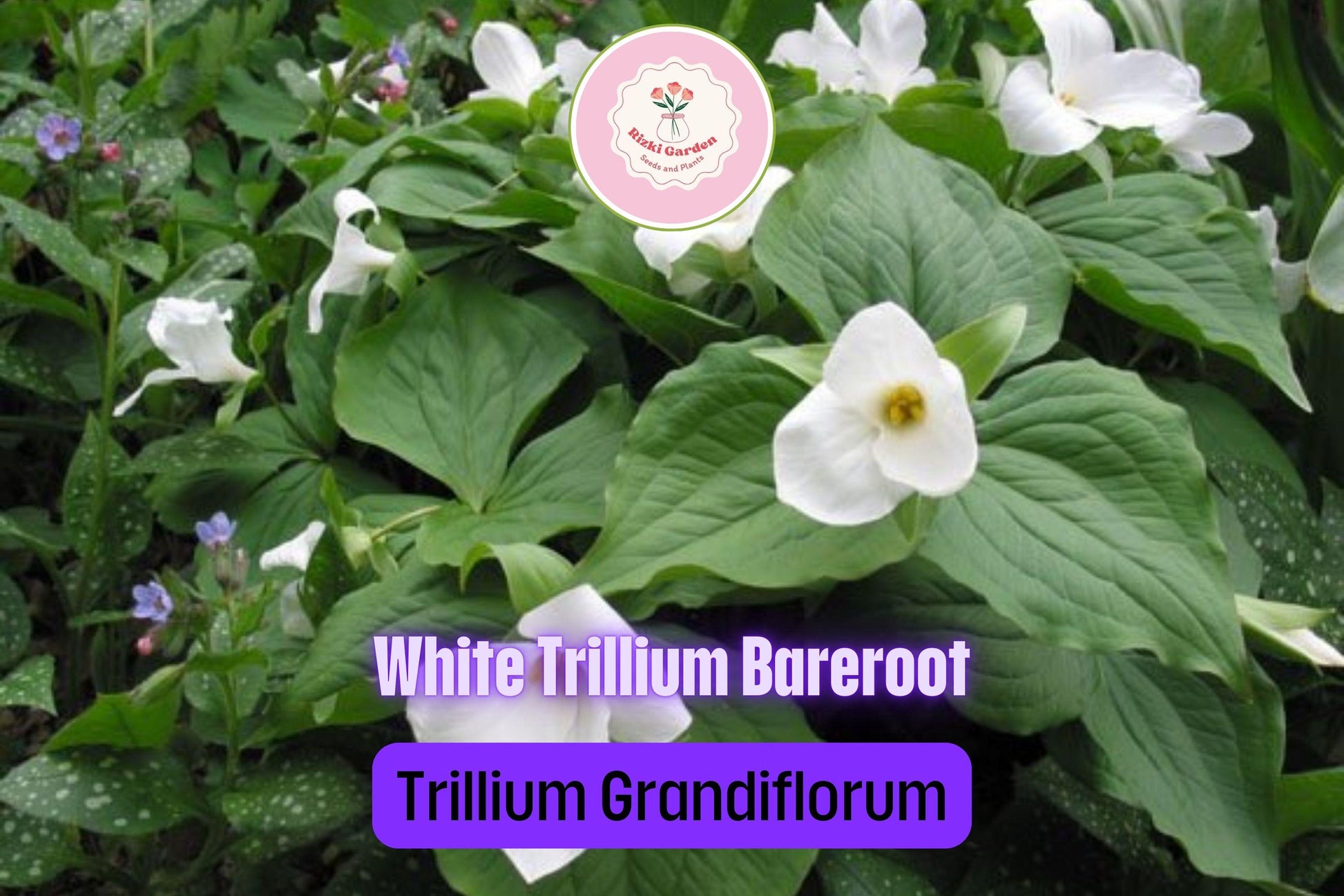 5 White Trillium Plants - Bare Root Trillium grandiflorum | Native Shade Wildflower | Perennial for Woodland Gardens
