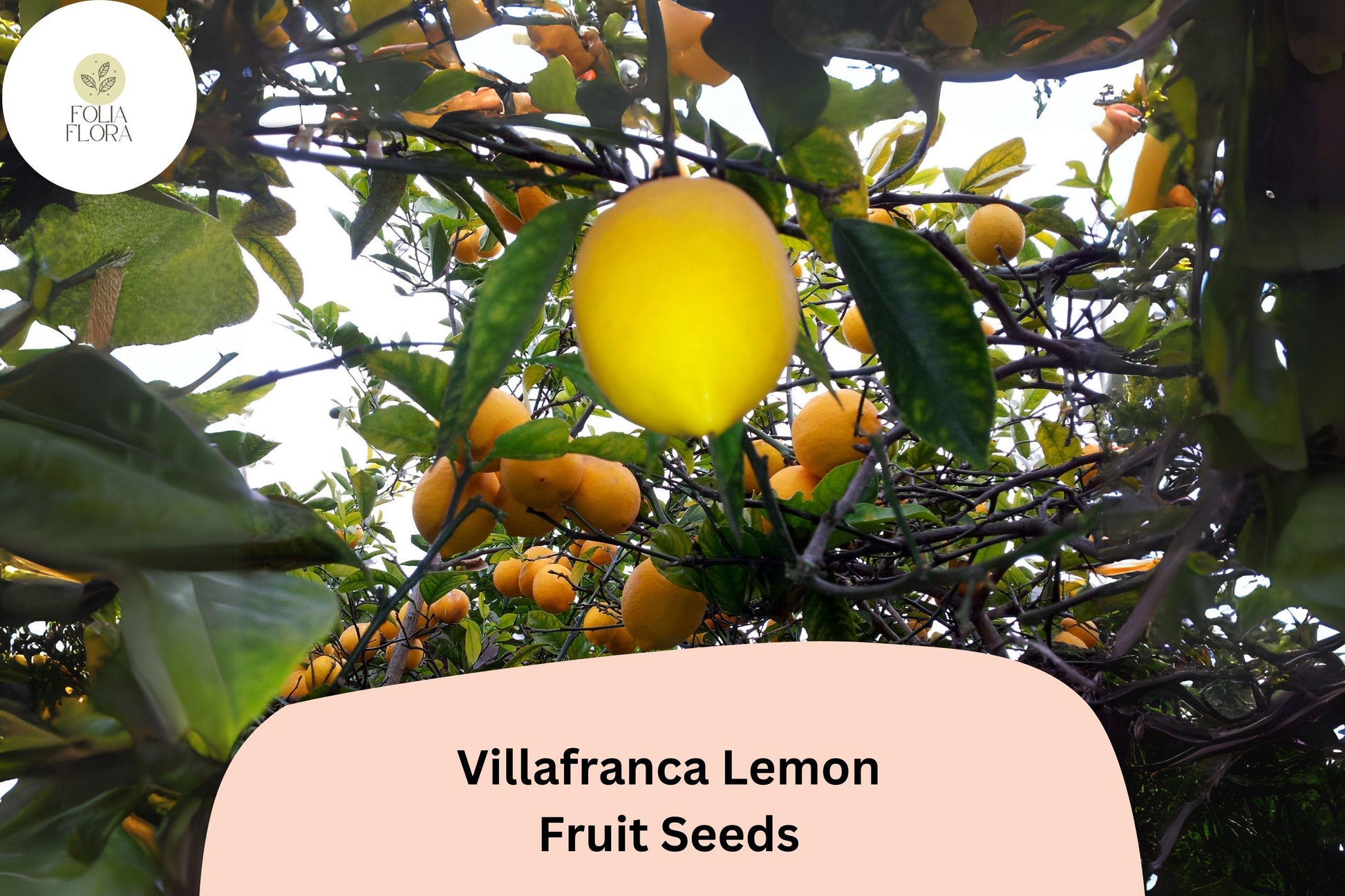 5+ Villafranca Lemon Seeds – Juicy, Fragrant, Fast-Growing Citrus Tree