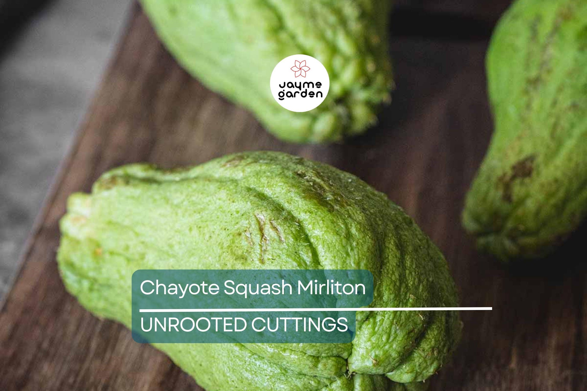 3 Chayote Squash Mirliton Live Plants – Ships in Pot – Fast-Growing Edible Vine – Ready to Plant