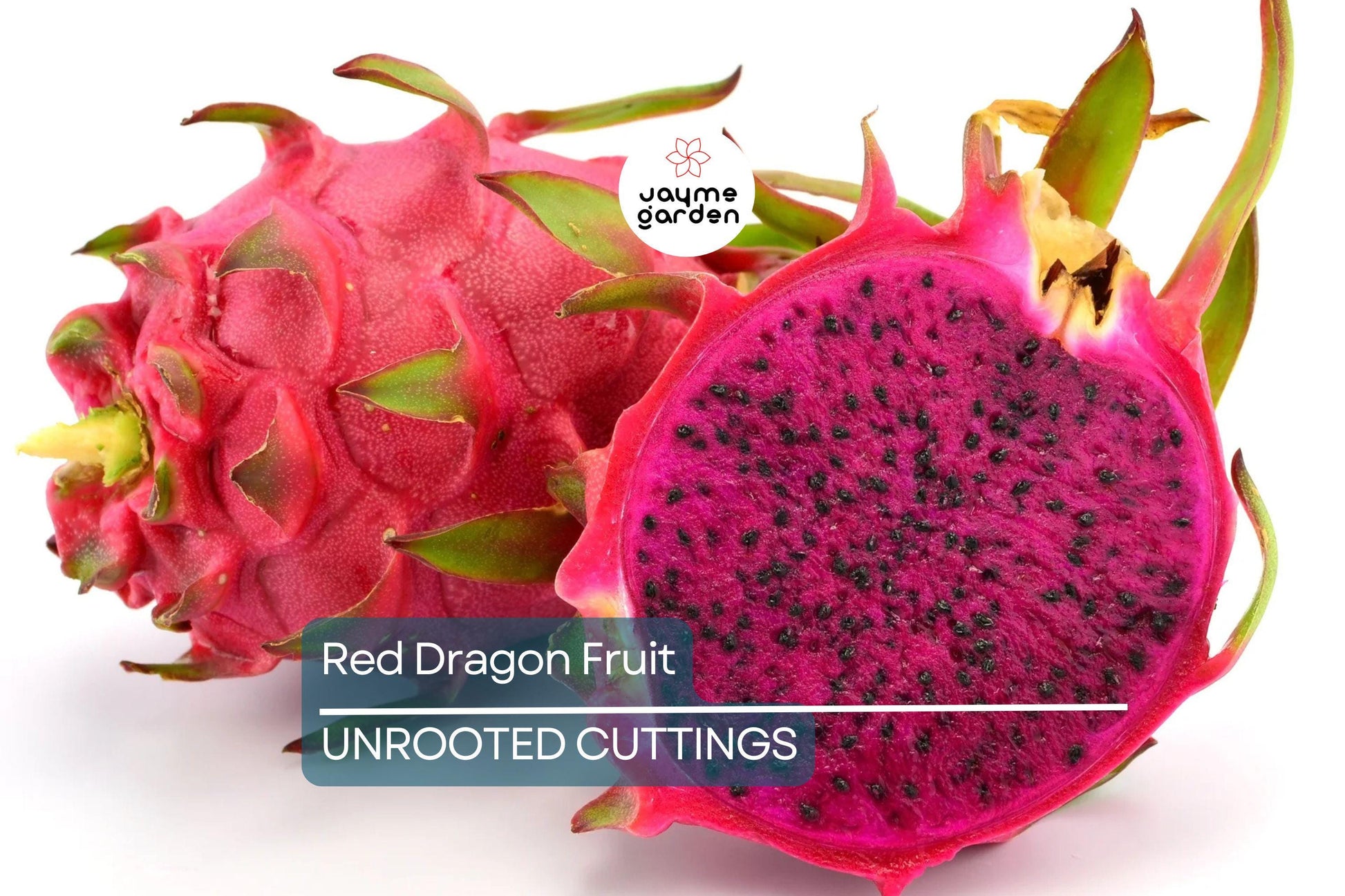 2 Red Dragon Fruit Cuttings - Pink Skin, Red Flesh - Fresh Cuttings 6-8 Inches, Ready to Plant