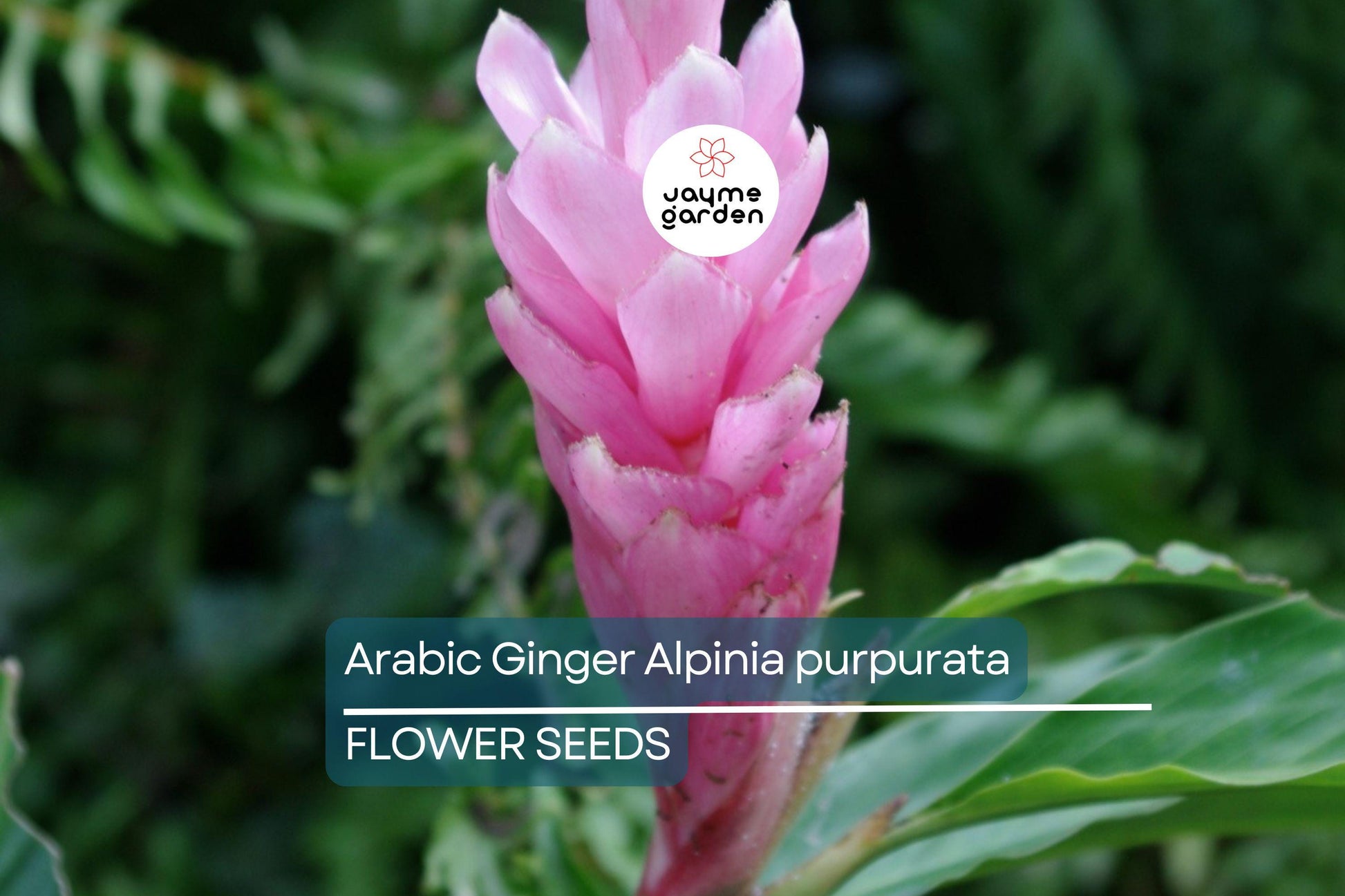 Arabic Ginger Alpinia purpurata Root Rhizome - Fast-Grow, Tropical Flower Plant, 3-4 oz, Zones 7-10, Part Shade,  Offer
