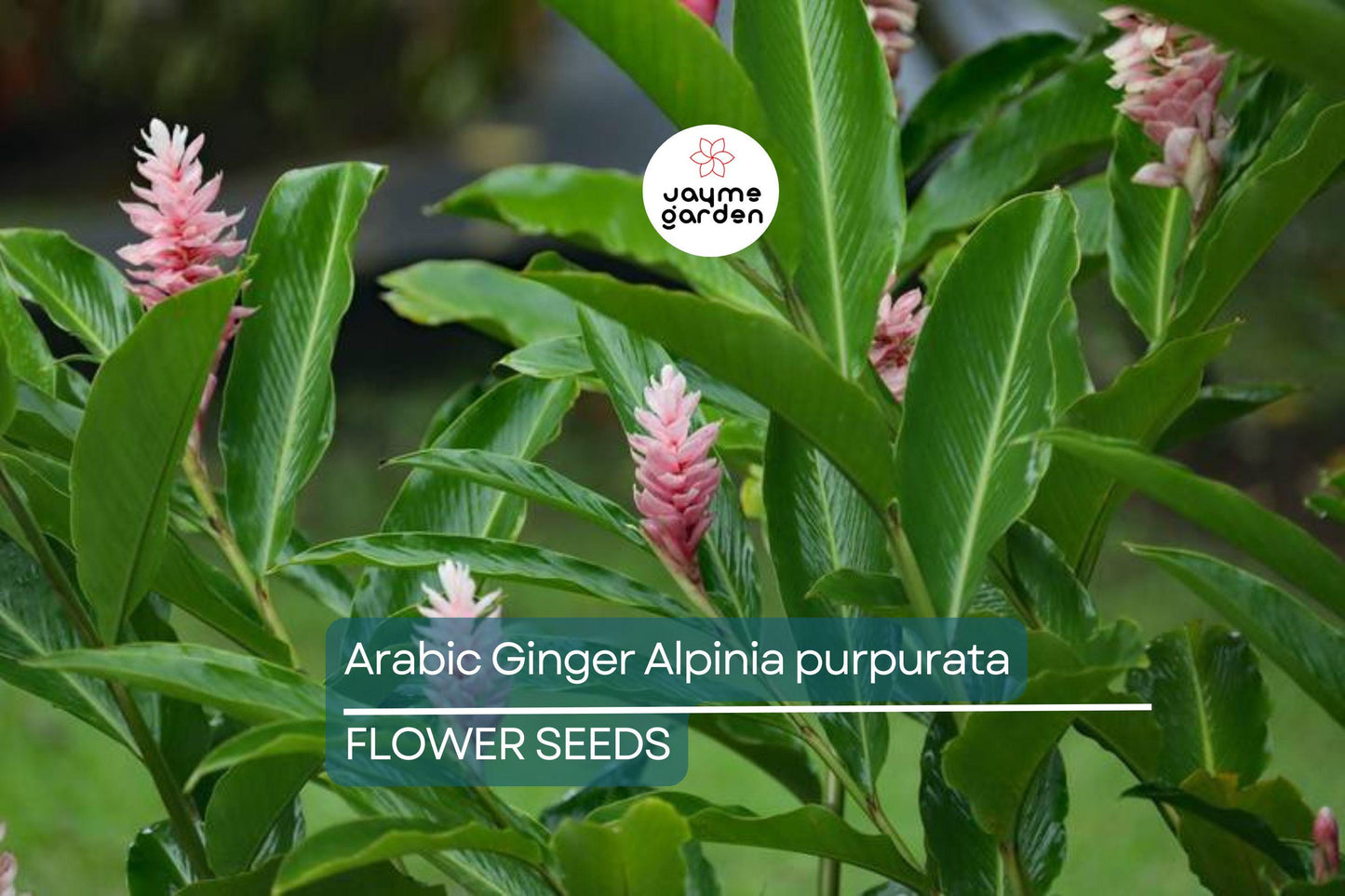 Arabic Ginger Alpinia purpurata Root Rhizome - Fast-Grow, Tropical Flower Plant, 3-4 oz, Zones 7-10, Part Shade,  Offer