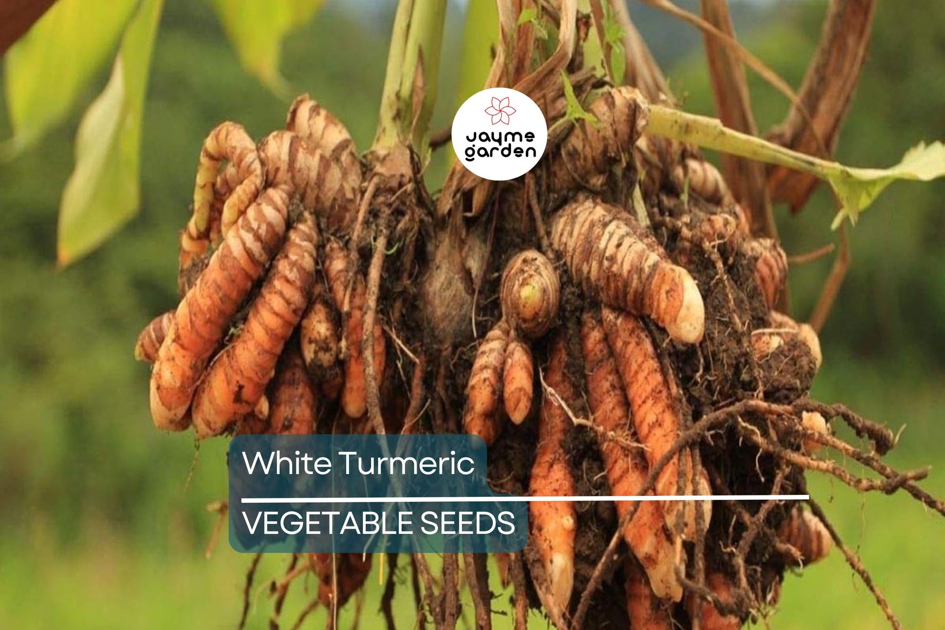 Rare White Turmeric Live Plant - Curcuma Zedoaria, 5"-10" Tall, Flowering Ginger Root, , USA Seller