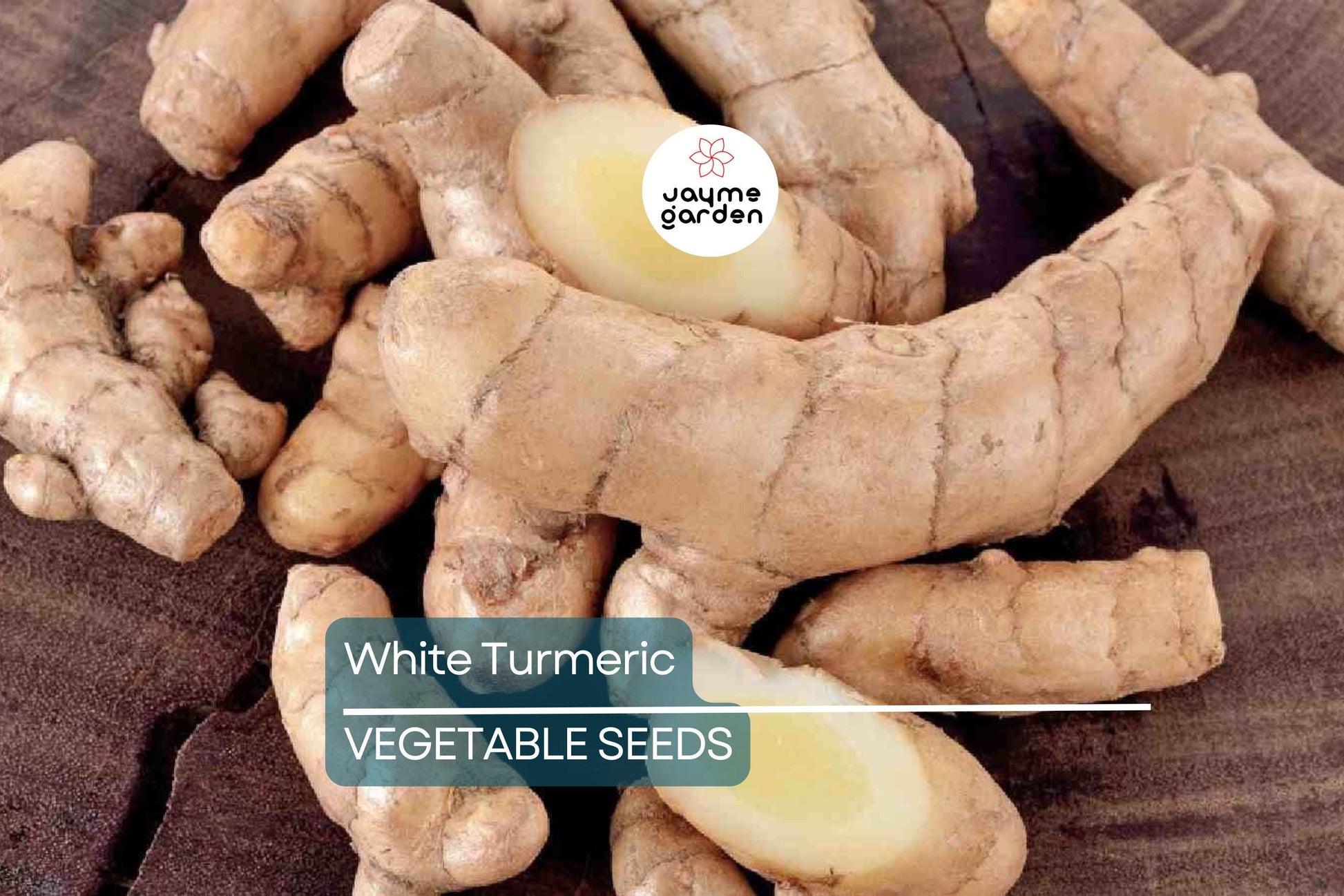 Rare White Turmeric Live Plant - Curcuma Zedoaria, 5"-10" Tall, Flowering Ginger Root, , USA Seller