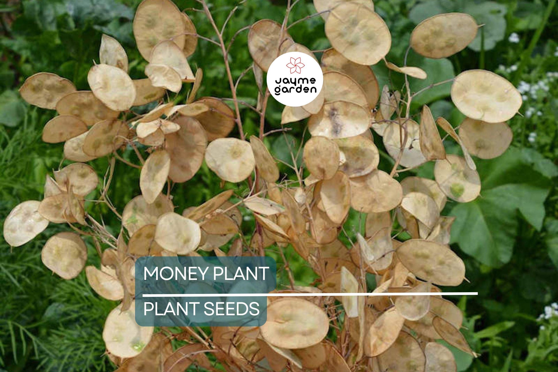 50+ Money Plant Seeds (Lunaria Biennis) - Biennial Garden Flower - 