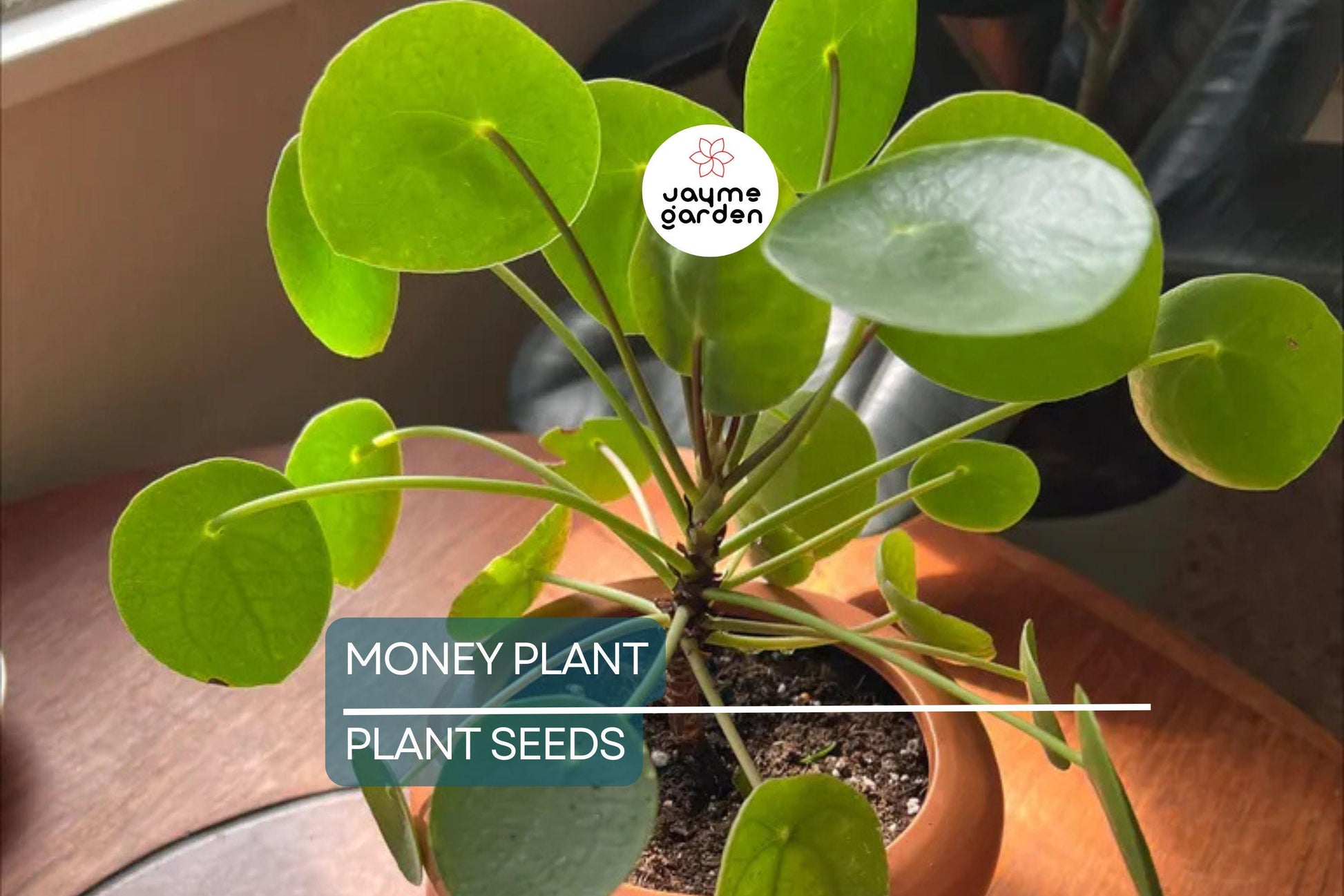 50+ Money Plant Seeds (Lunaria Biennis) - Biennial Garden Flower - 