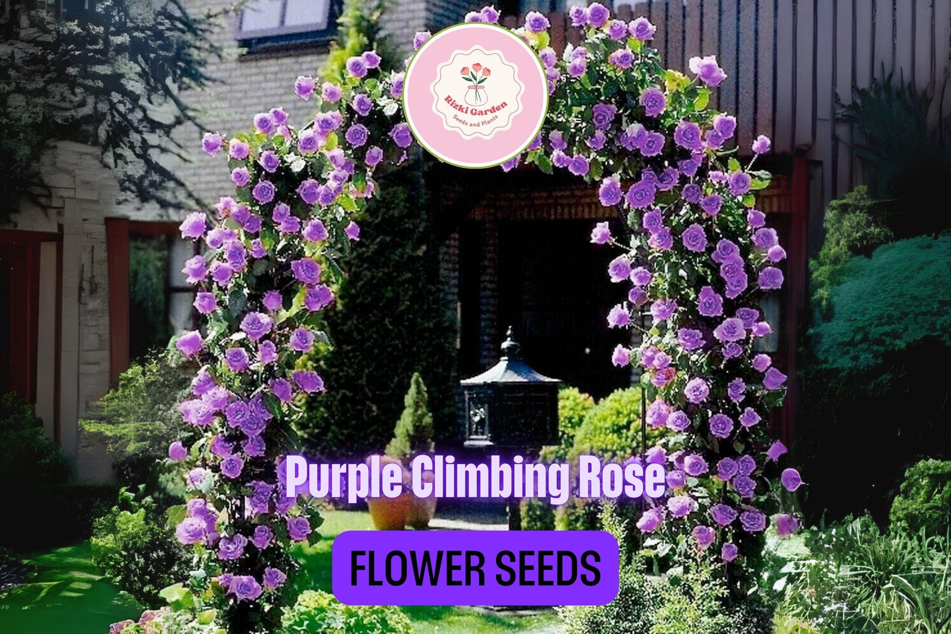 20 Purple Climbing Rose Seeds - Rare Fragrant Vine - Fast-Growing Perennial - Beautiful Garden Blooms - Easy to Grow