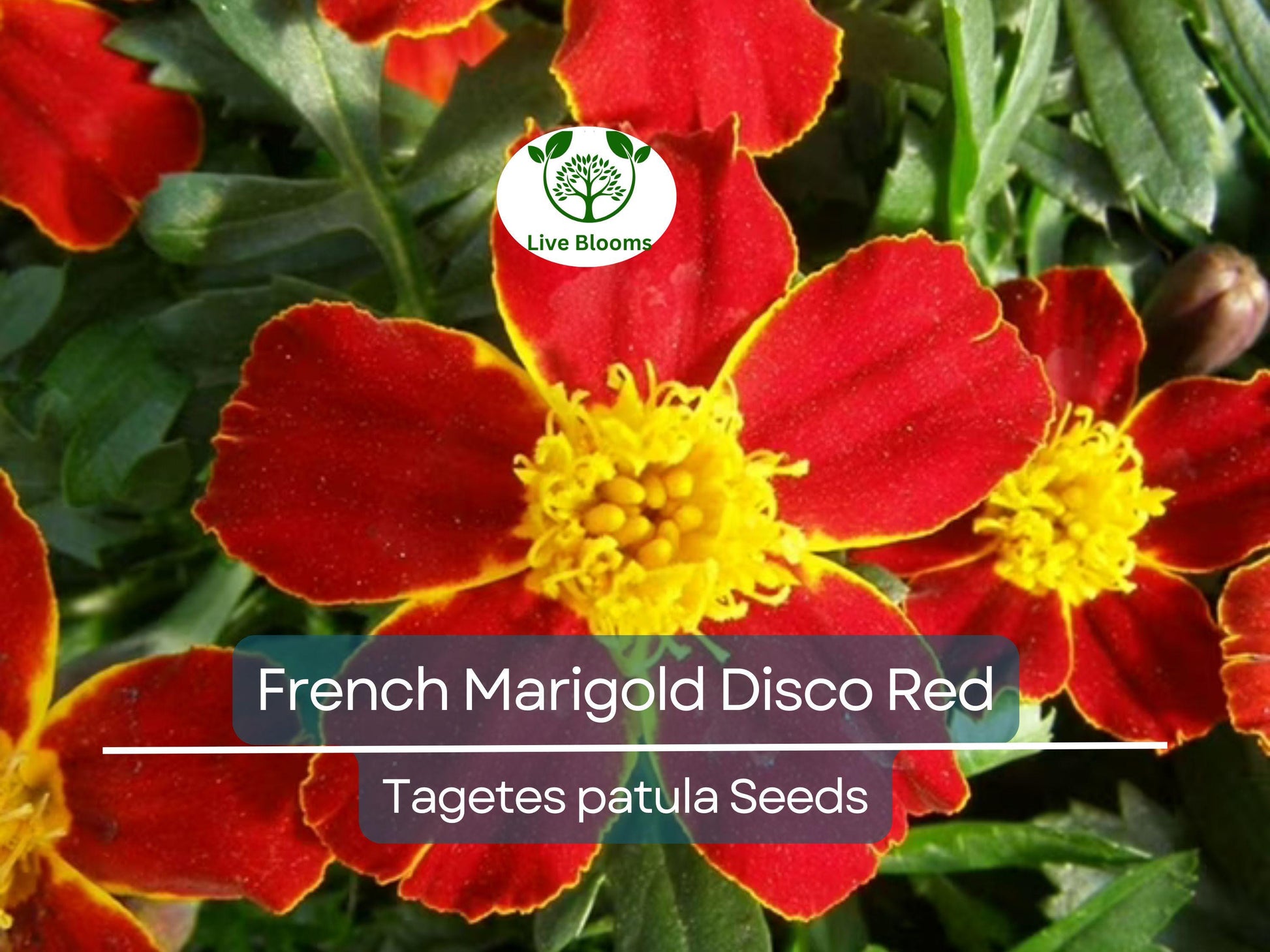 100 Seeds French Marigold Disco Red, Non-GMO Beneficial Garden Flowers, Bright Red Blooms, Easy to Grow