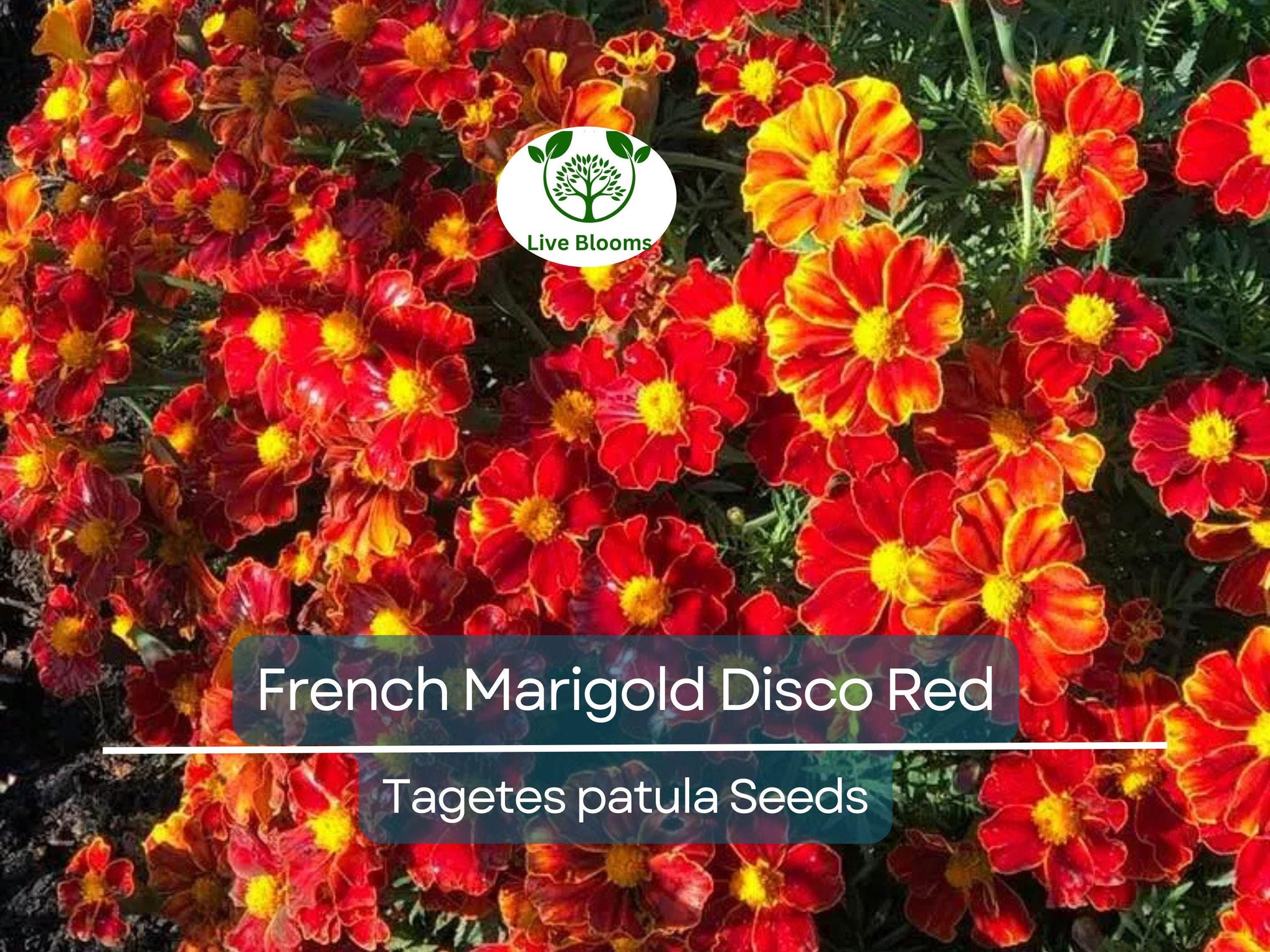 100 Seeds French Marigold Disco Red, Non-GMO Beneficial Garden Flowers, Bright Red Blooms, Easy to Grow
