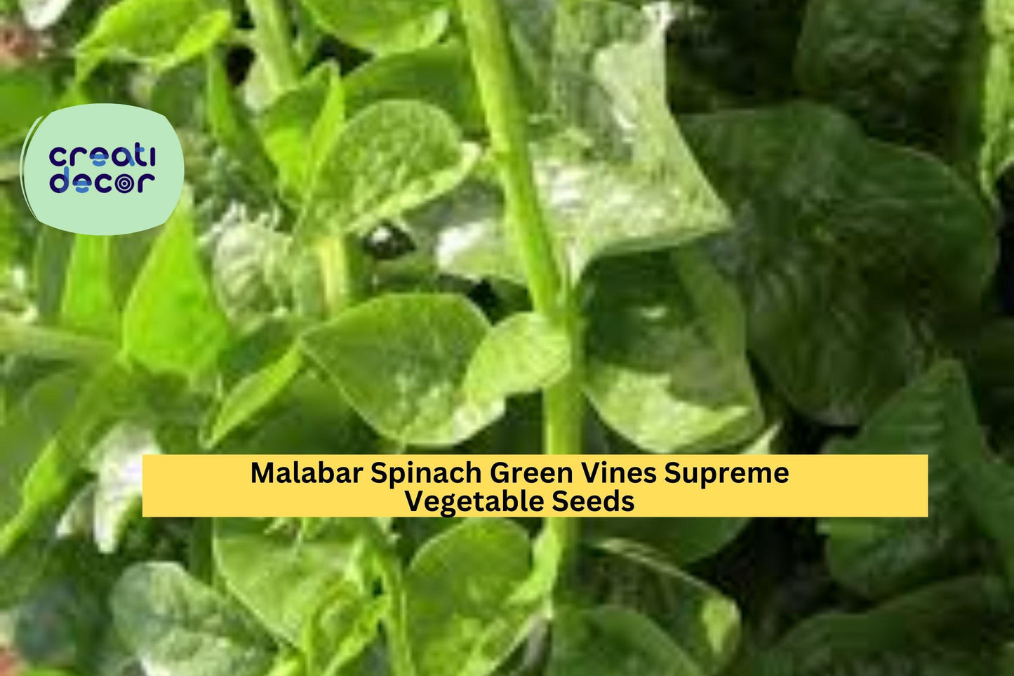 Malabar Spinach Green Vine Seeds – 500mg for Planting, Heat-Tolerant, Fast Growing, Climbing Green, High Yield, Great for Garden & Trellis