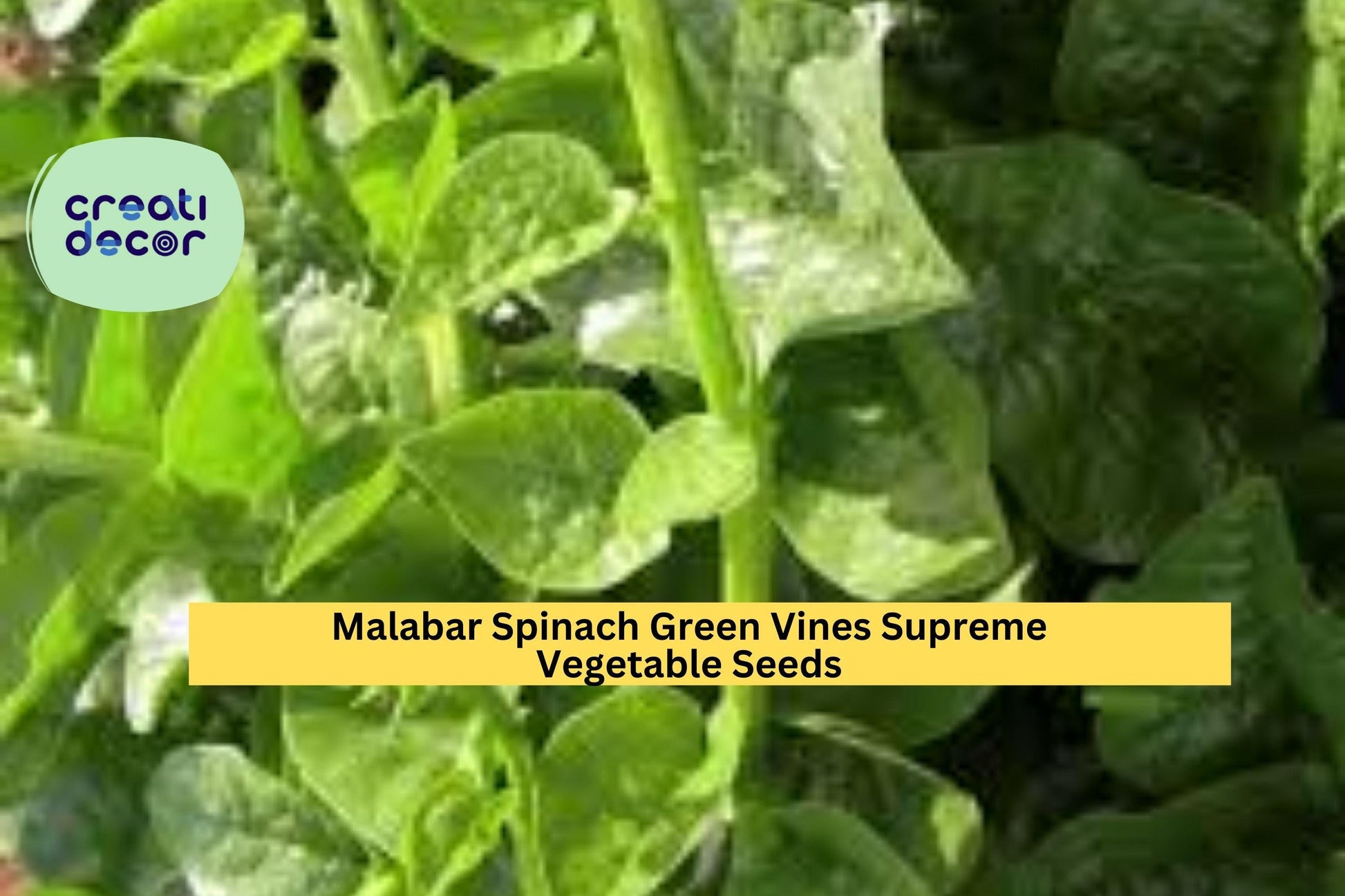 Malabar Spinach Green Vine Seeds – 500mg for Planting, Heat-Tolerant, Fast Growing, Climbing Green, High Yield, Great for Garden & Trellis