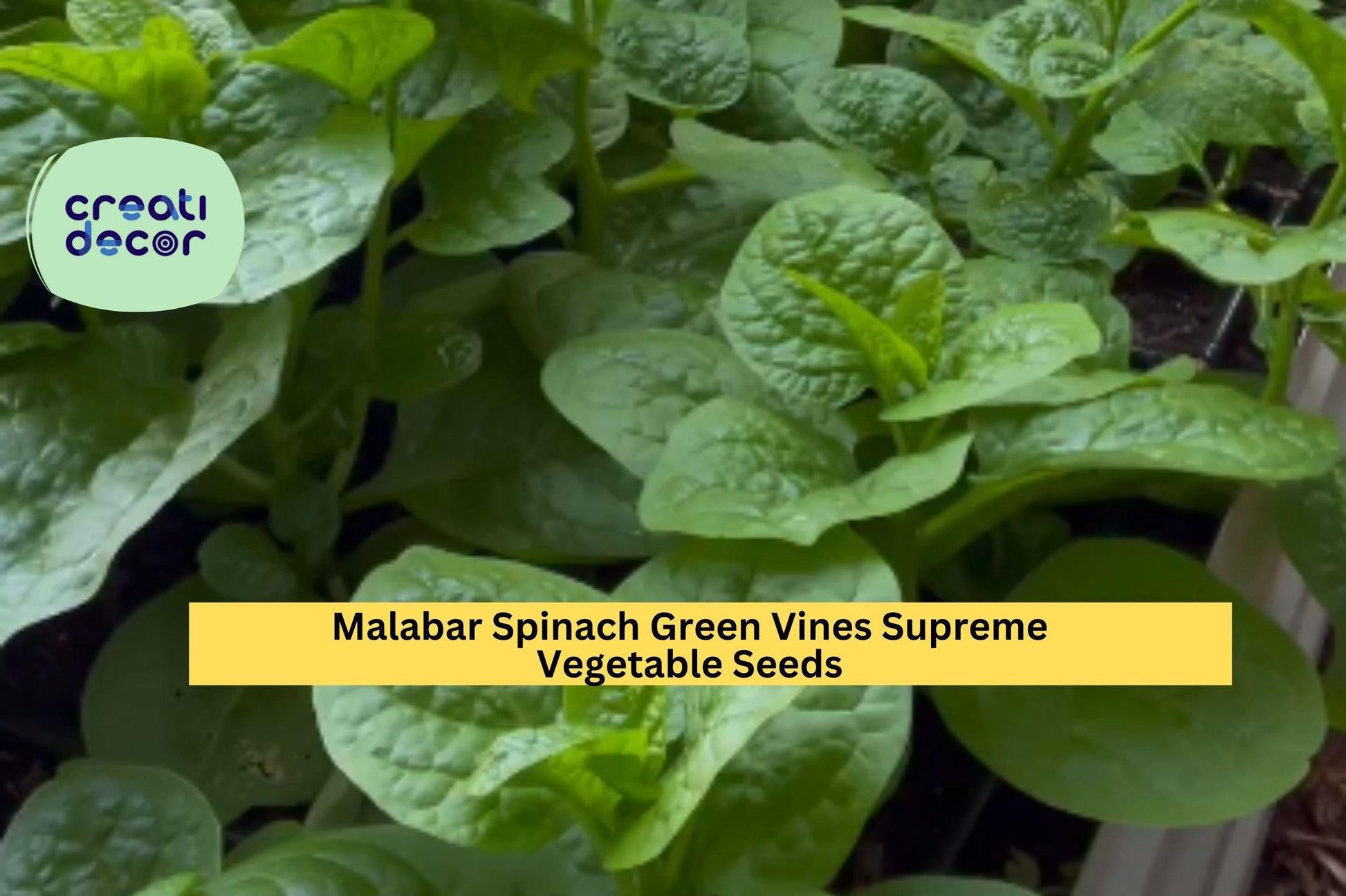 Malabar Spinach Green Vine Seeds – 500mg for Planting, Heat-Tolerant, Fast Growing, Climbing Green, High Yield, Great for Garden & Trellis