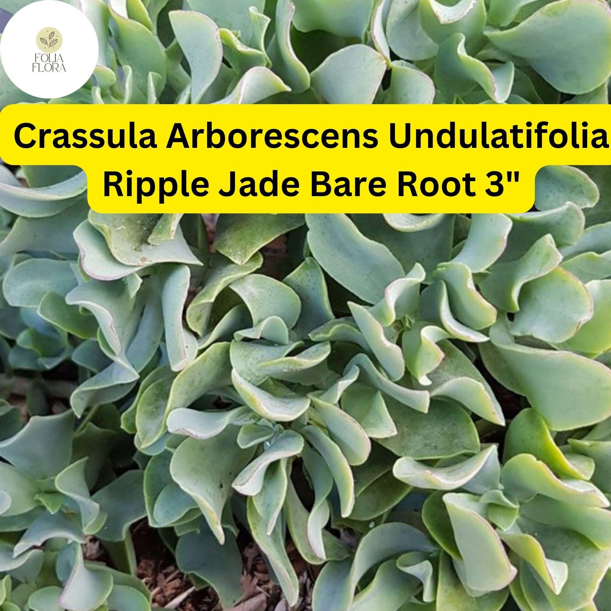 Crassula Arborescens Undulatifolia ‘Ripple Jade’ | 1 Live 3” Bare Root Plant | Wavy Leaves, Easy-Care, Unique Succulent Houseplant
