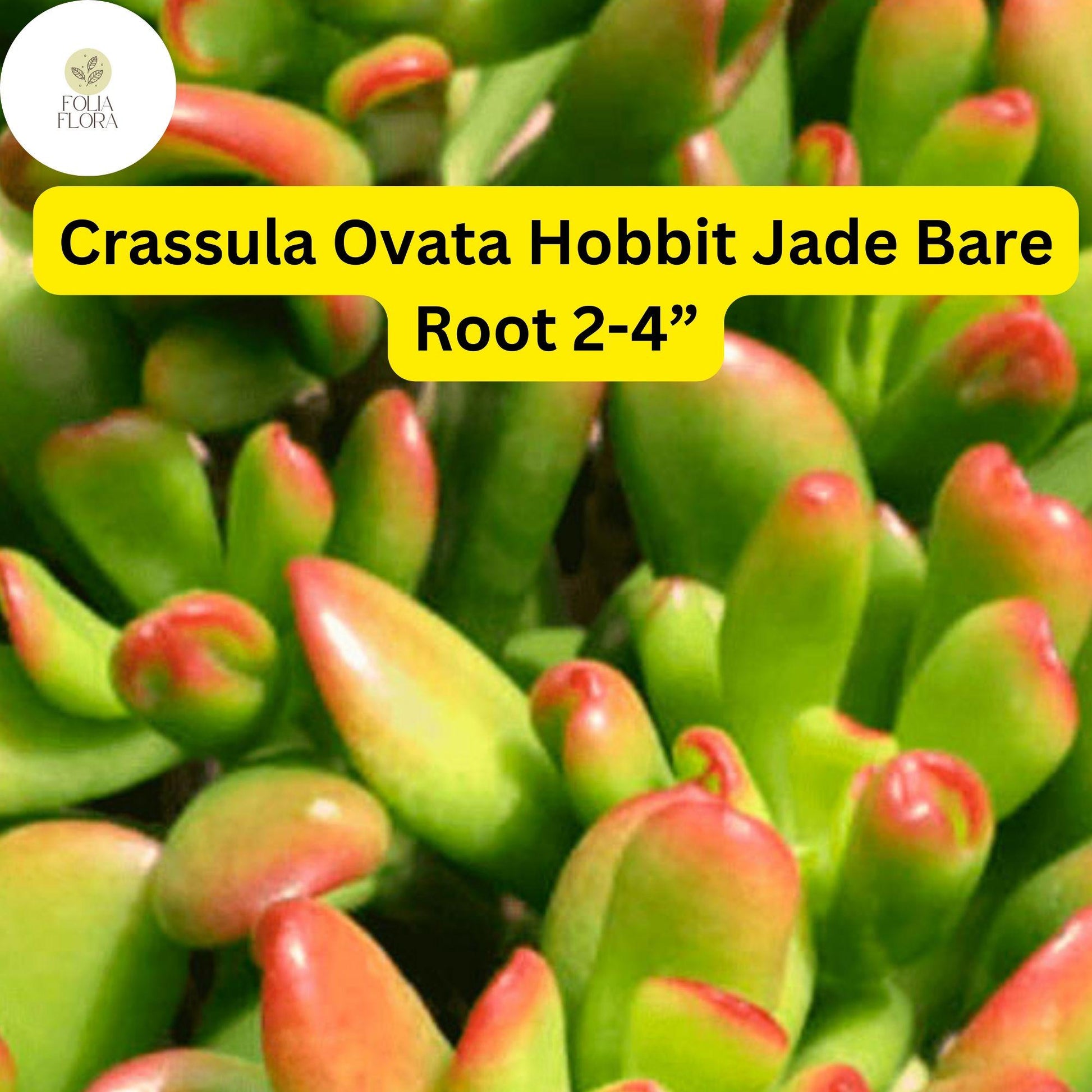 Crassula Ovata ‘Hobbit Jade’ | 1 Bare Root 2-4” Plant | Money Tree, Ogre’s Ear, Unique Bonsai Succulent, Easy-Care Houseplant