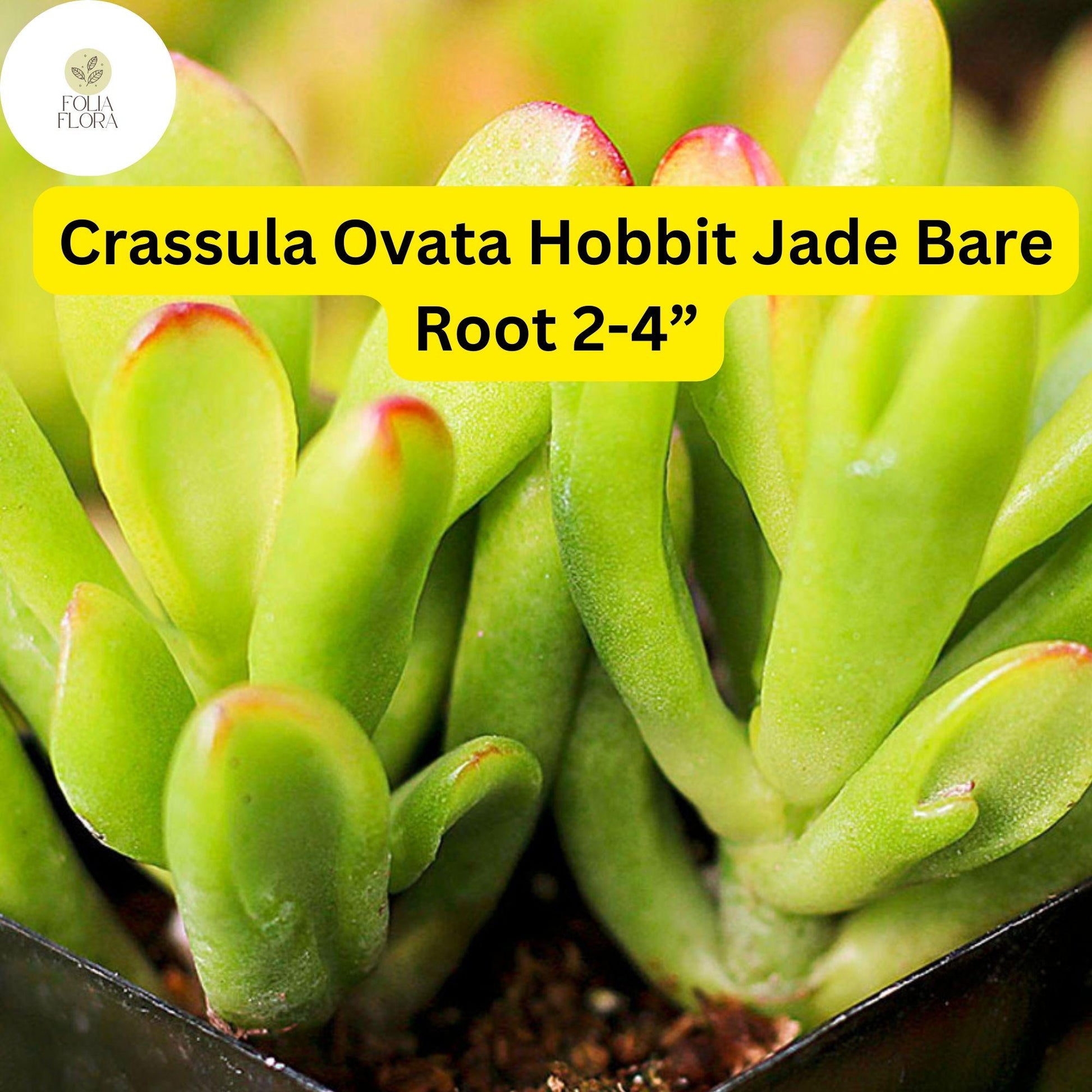 Crassula Ovata ‘Hobbit Jade’ | 1 Bare Root 2-4” Plant | Money Tree, Ogre’s Ear, Unique Bonsai Succulent, Easy-Care Houseplant
