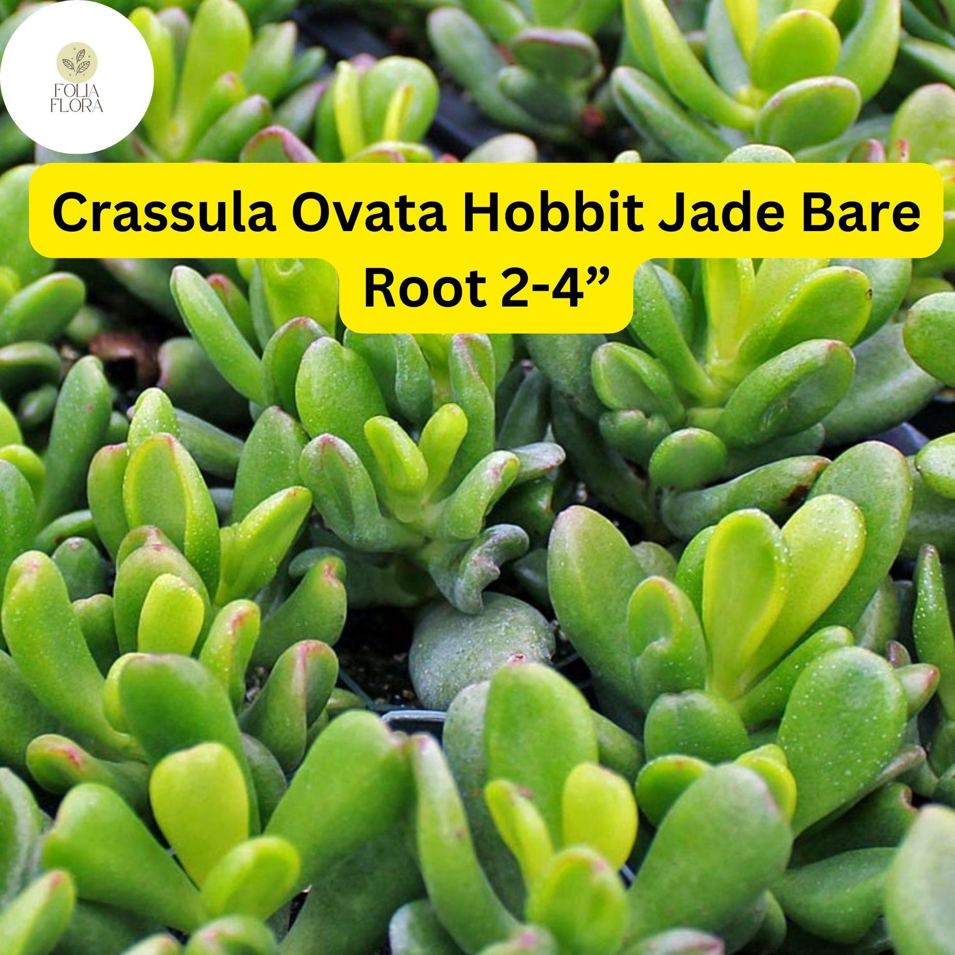 Crassula Ovata ‘Hobbit Jade’ | 1 Bare Root 2-4” Plant | Money Tree, Ogre’s Ear, Unique Bonsai Succulent, Easy-Care Houseplant