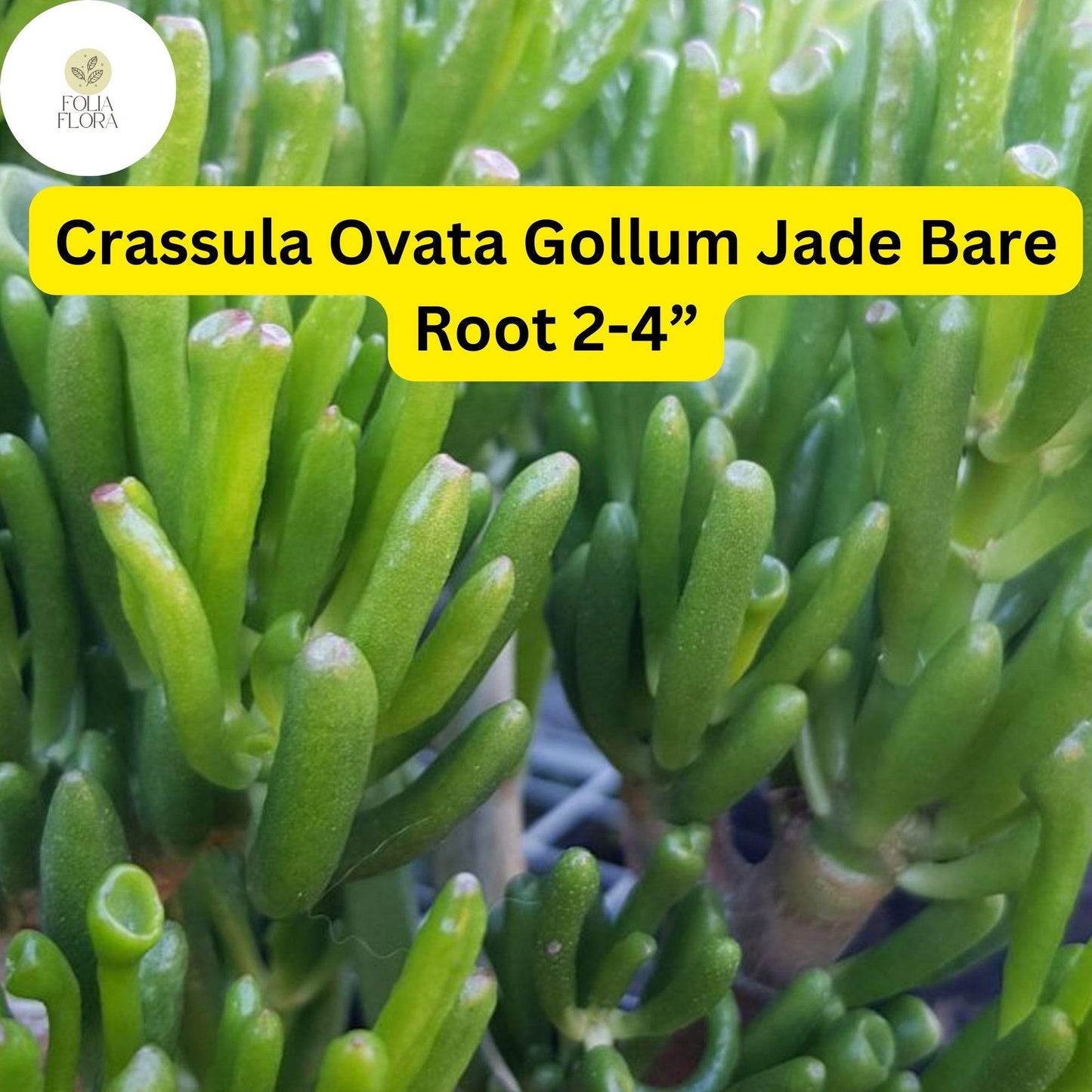 Crassula Ovata ‘Gollum Jade’ | 1 Bare Root 2-4” Plant | Money Tree, Unique Bonsai Succulent, Easy-Care Houseplant, Drought-Tolerant