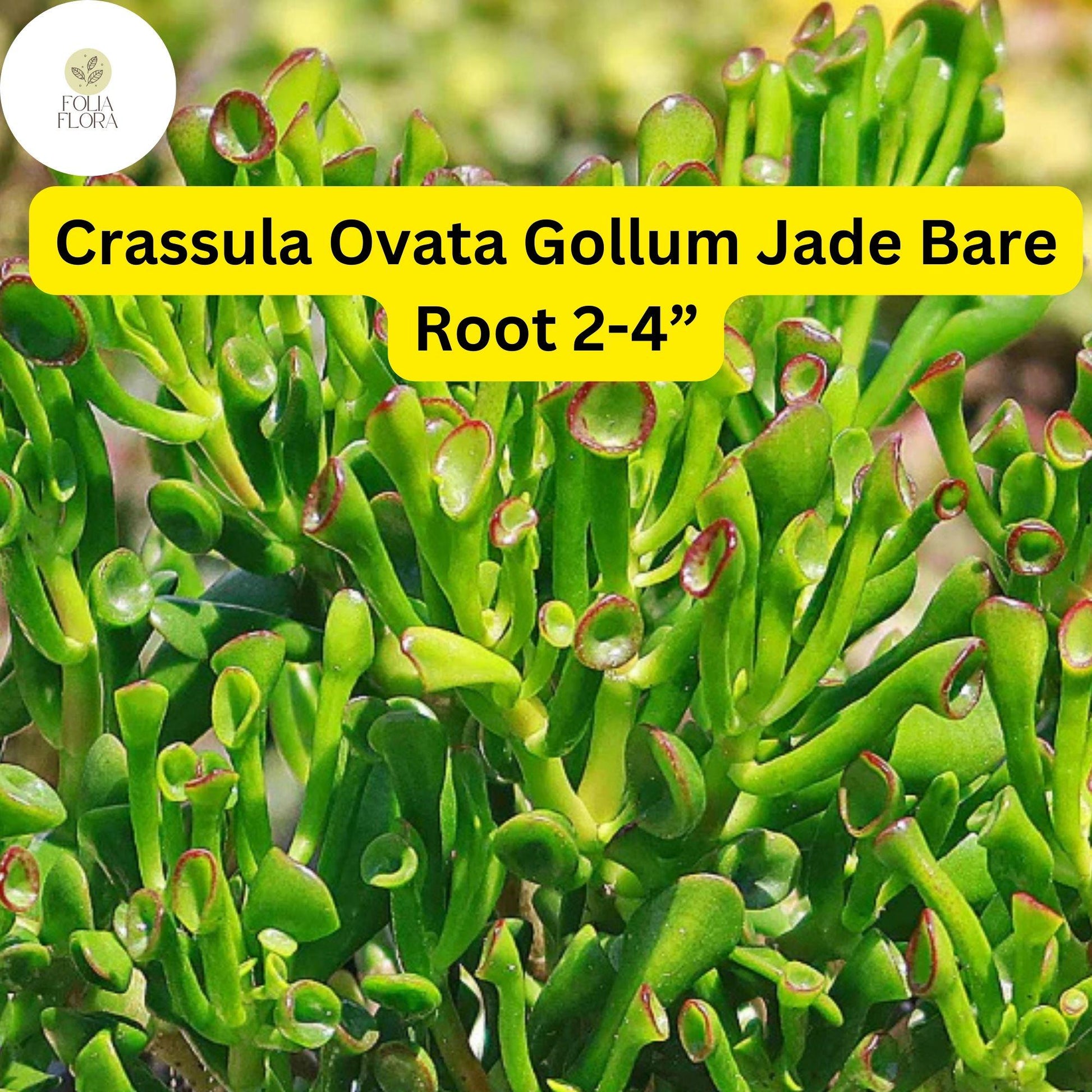 Crassula Ovata ‘Gollum Jade’ | 1 Bare Root 2-4” Plant | Money Tree, Unique Bonsai Succulent, Easy-Care Houseplant, Drought-Tolerant