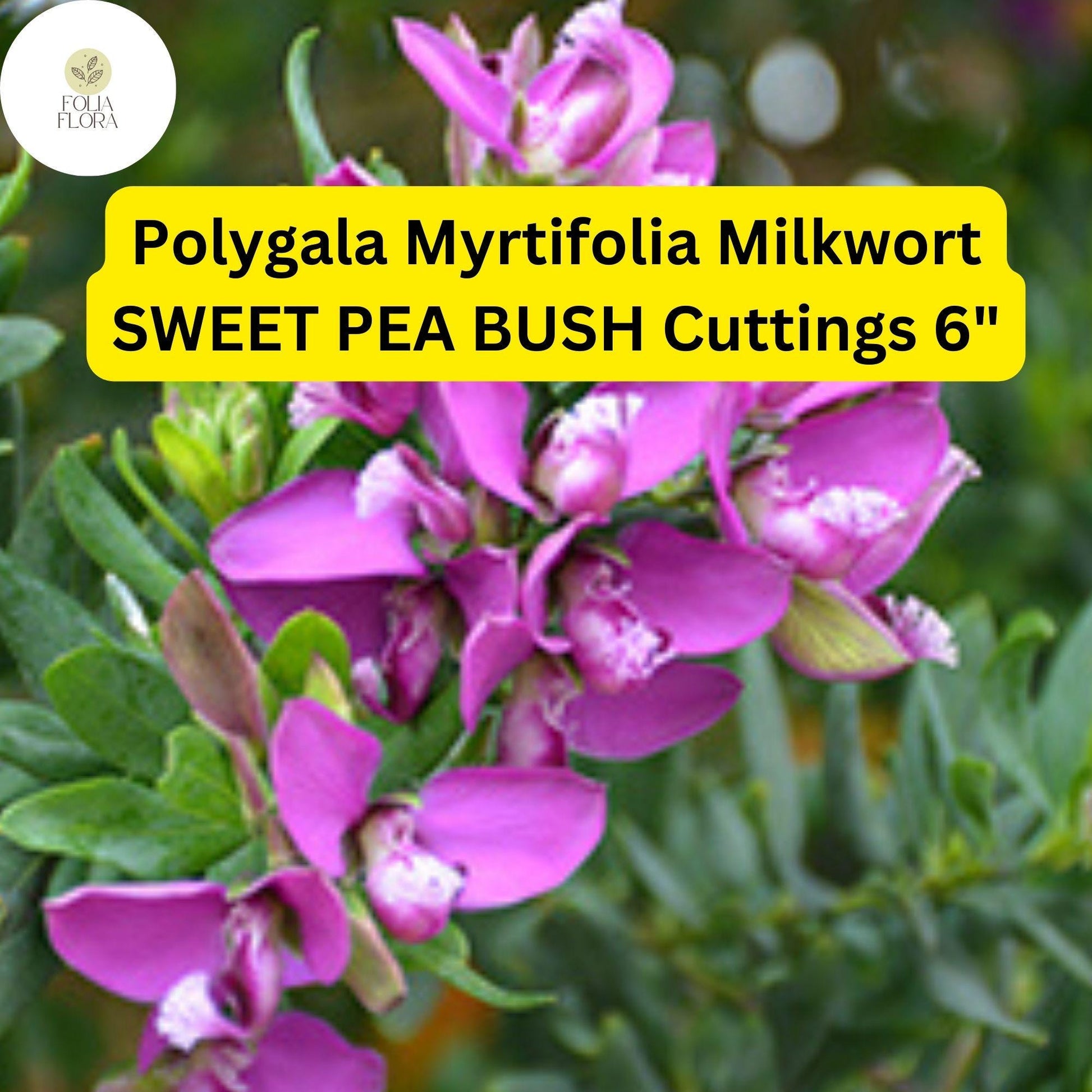 Polygala Myrtifolia ‘Sweet Pea Bush’ | 7 Live 6” Unrooted Cuttings | Fast-Growing, Purple Blooms, Evergreen Shrub, Easy-Care