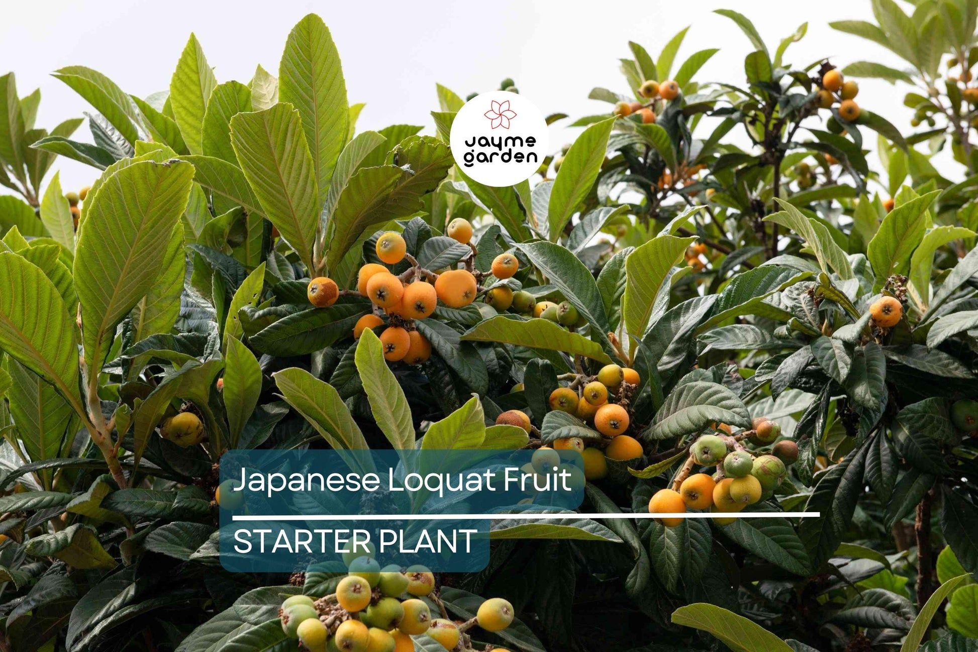 Japanese Loquat Fruit Tree 8” Seedling - Tropical Live Plant with Pot - Sweet Fruit, Ready to Plant