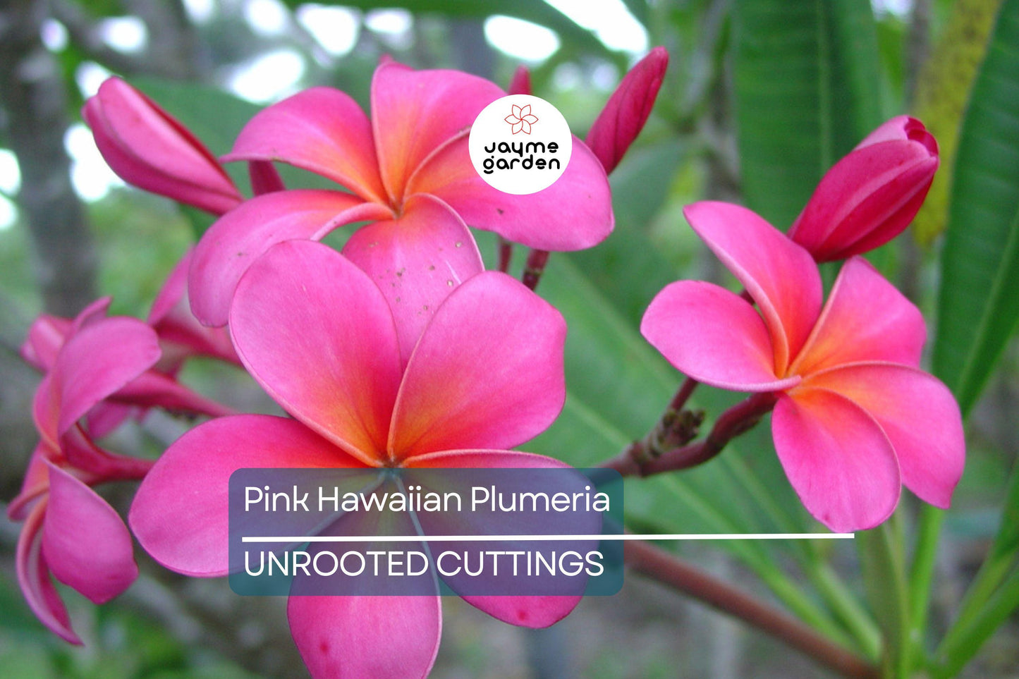 Pink Hawaiian Plumeria Fresh Cutting - No Root, Ready to Plant - Tropical Frangipani for Gardens