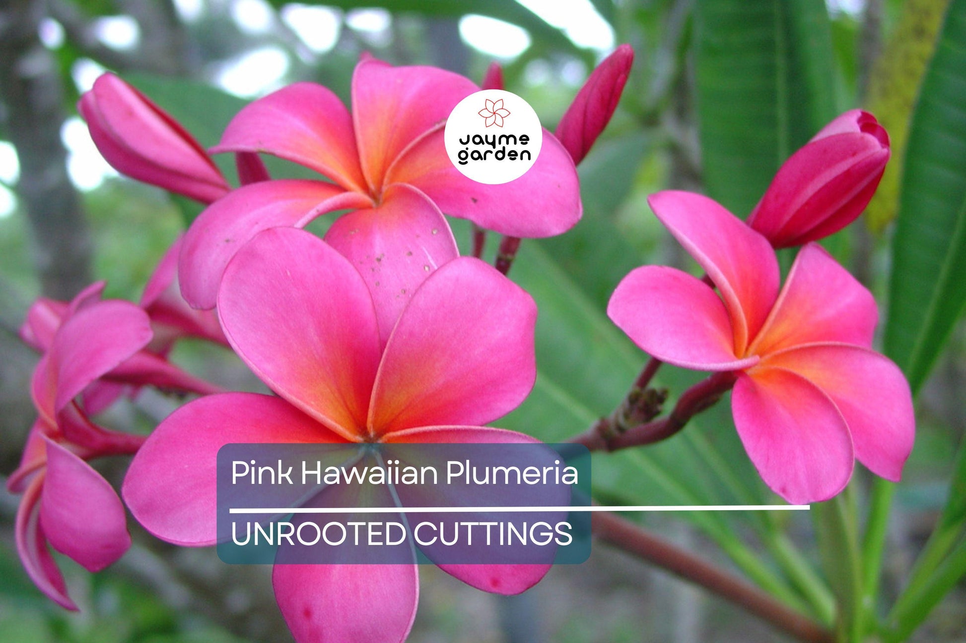 Pink Hawaiian Plumeria Fresh Cutting - No Root, Ready to Plant - Tropical Frangipani for Gardens