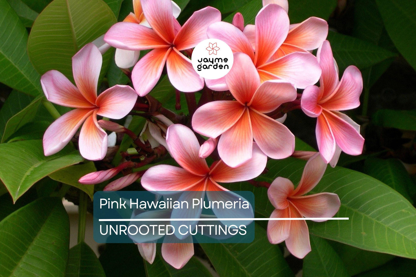 Pink Hawaiian Plumeria Fresh Cutting - No Root, Ready to Plant - Tropical Frangipani for Gardens