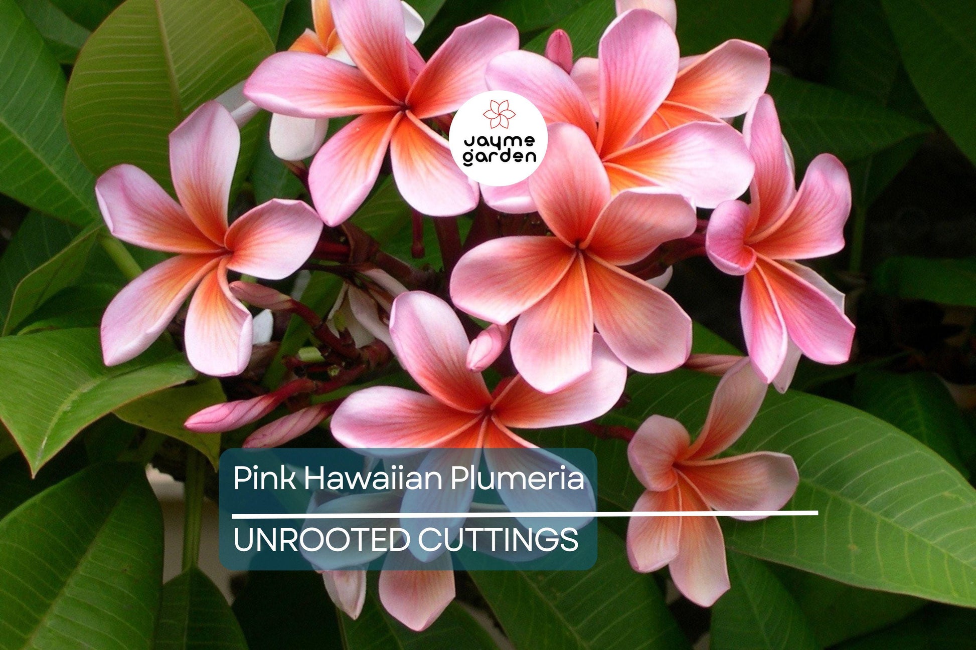 Pink Hawaiian Plumeria Fresh Cutting - No Root, Ready to Plant - Tropical Frangipani for Gardens
