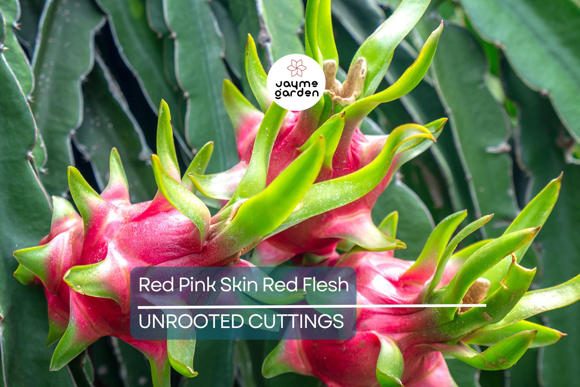 3 Red Dragon Fruit Cuttings - Pink Skin, Red Flesh - Fresh Cuttings Ready to Plant, No Root