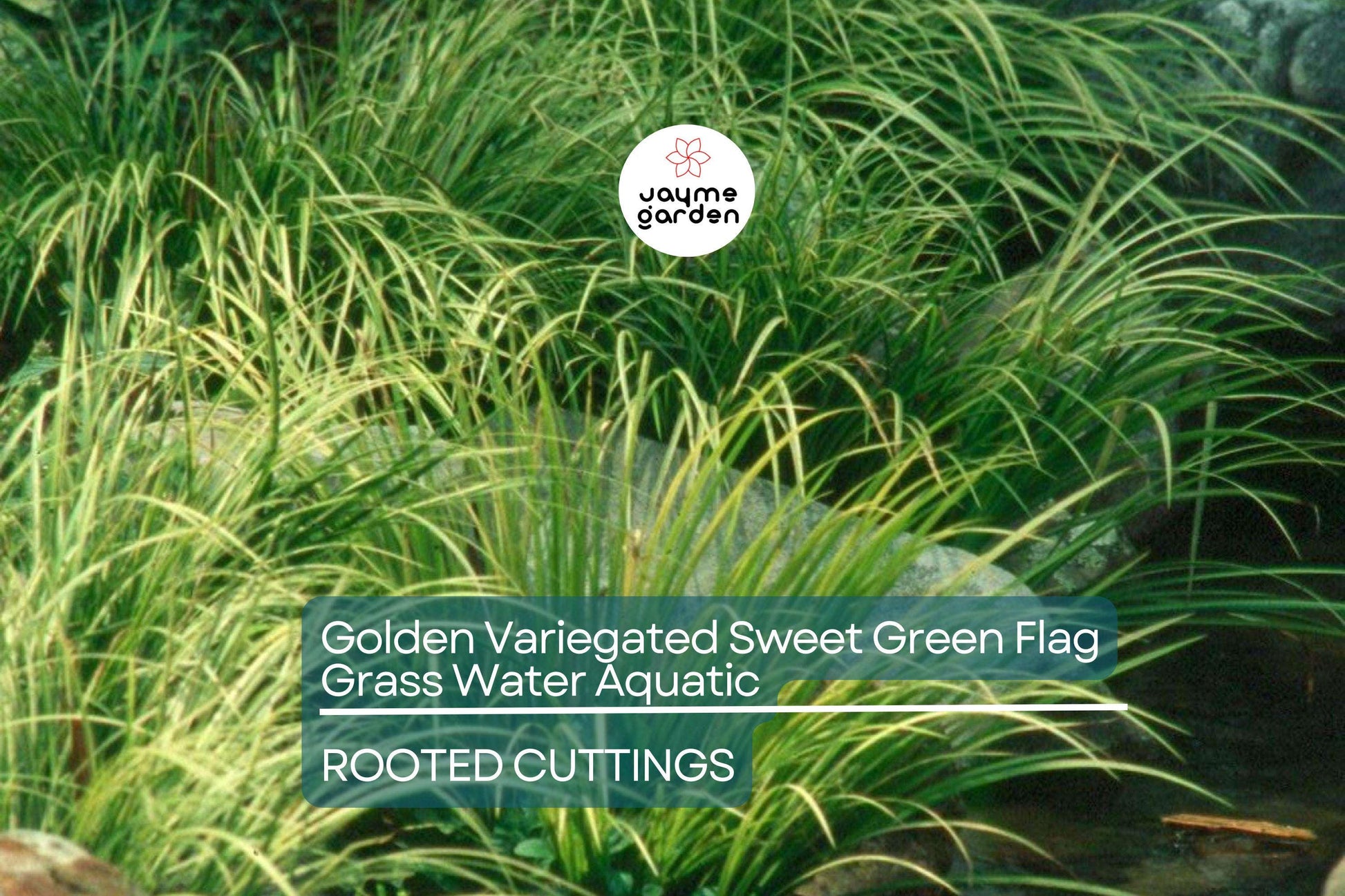 Golden Variegated Sweet Flag Grass - Acorus Gramineus Ogon - Potted Aquatic Pond Plant, Bright Yellow Foliage