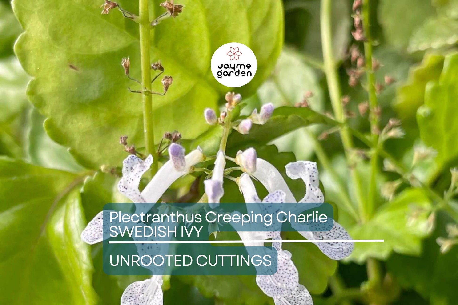 4 Swedish Ivy Cuttings - Plectranthus Creeping Charlie - 5”+ Houseplants, Easy Care, Trailing Foliage, Ready to Root