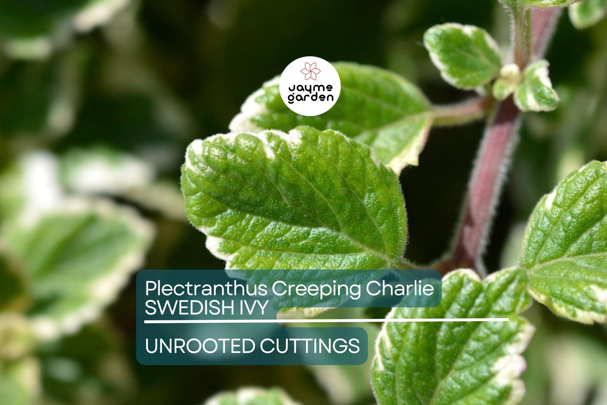 4 Swedish Ivy Cuttings - Plectranthus Creeping Charlie - 5”+ Houseplants, Easy Care, Trailing Foliage, Ready to Root