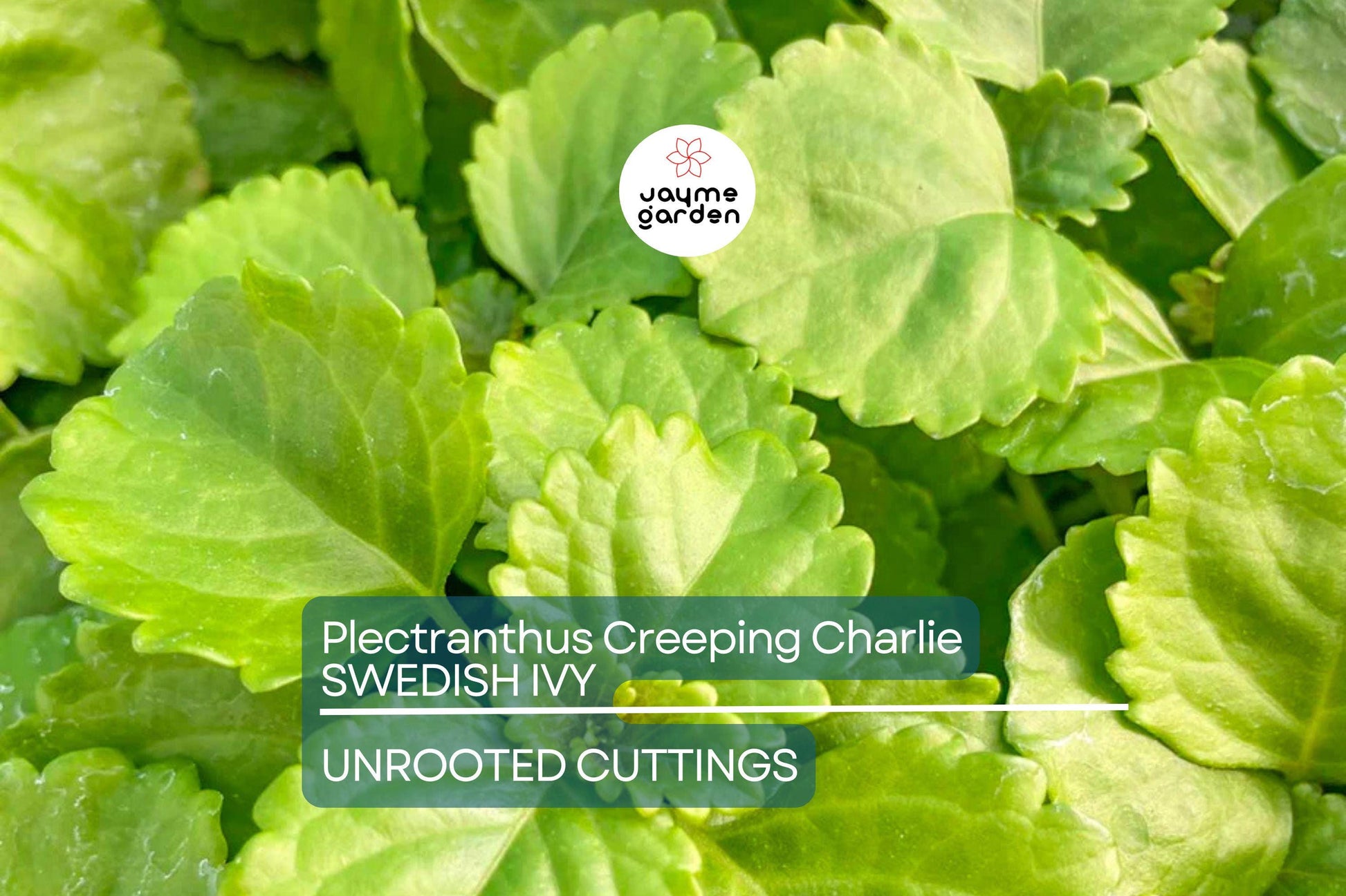 4 Swedish Ivy Cuttings - Plectranthus Creeping Charlie - 5”+ Houseplants, Easy Care, Trailing Foliage, Ready to Root