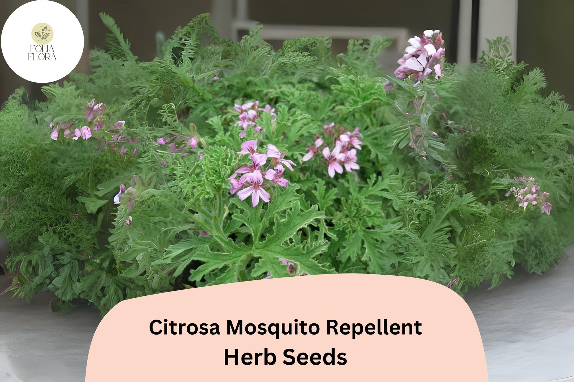 Citrosa Geranium Seeds (Pelargonium citrosum) | 25+ Seeds | Natural Mosquito Repellent & Fragrant Garden Plant