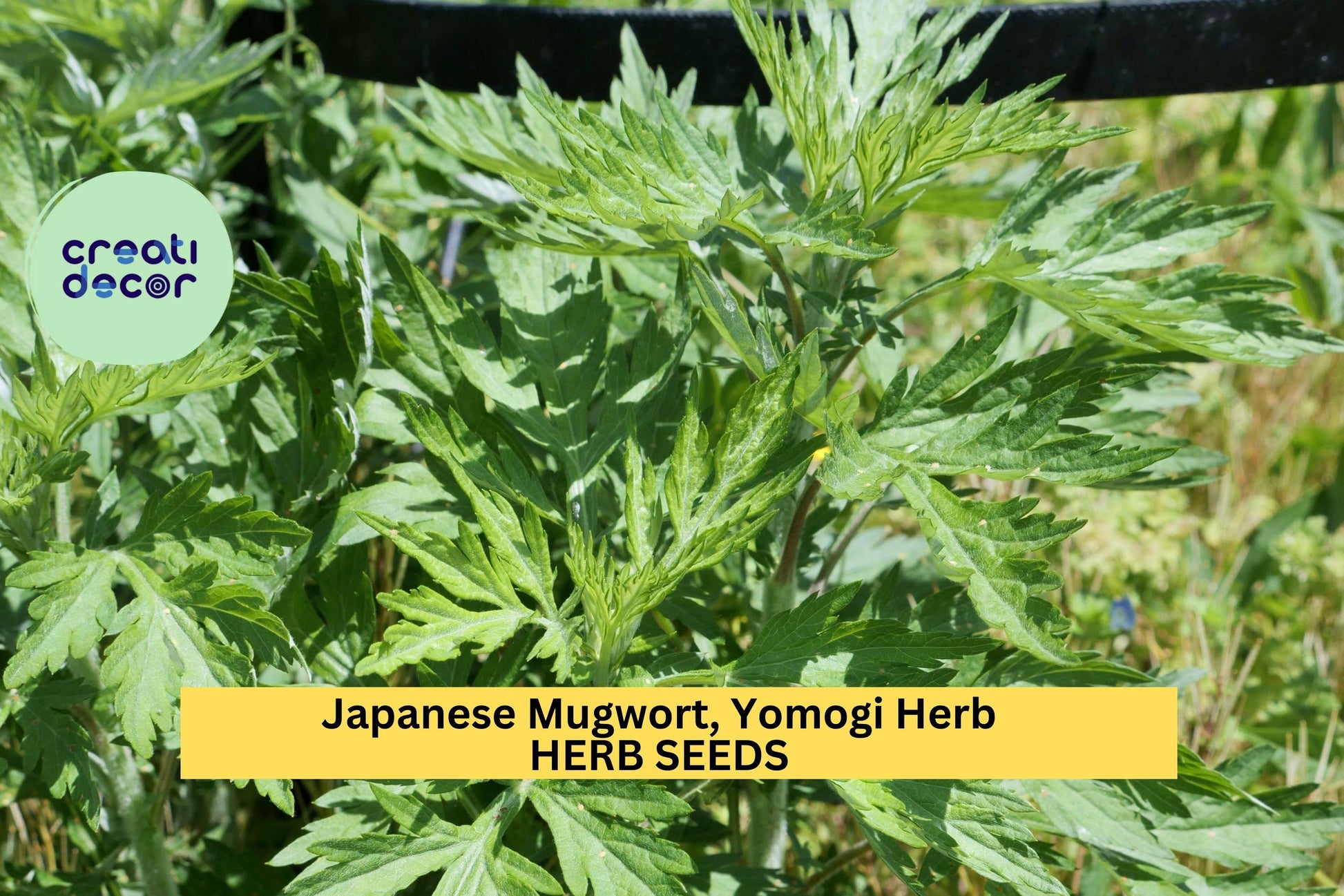 Japanese Mugwort Seeds – Yomogi (Artemisia princeps) – 100mg for Planting, Hardy Herbaceous Plant, Green Foliage, Great for Gardens