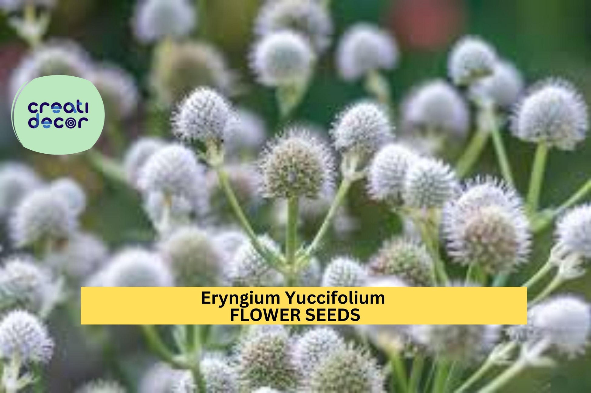 Rattlesnake Master Seeds – Eryngium yuccifolium – 1g for Planting, Native Prairie Perennial, Unique Spiky Flowers, Drought-Tolerant Plant
