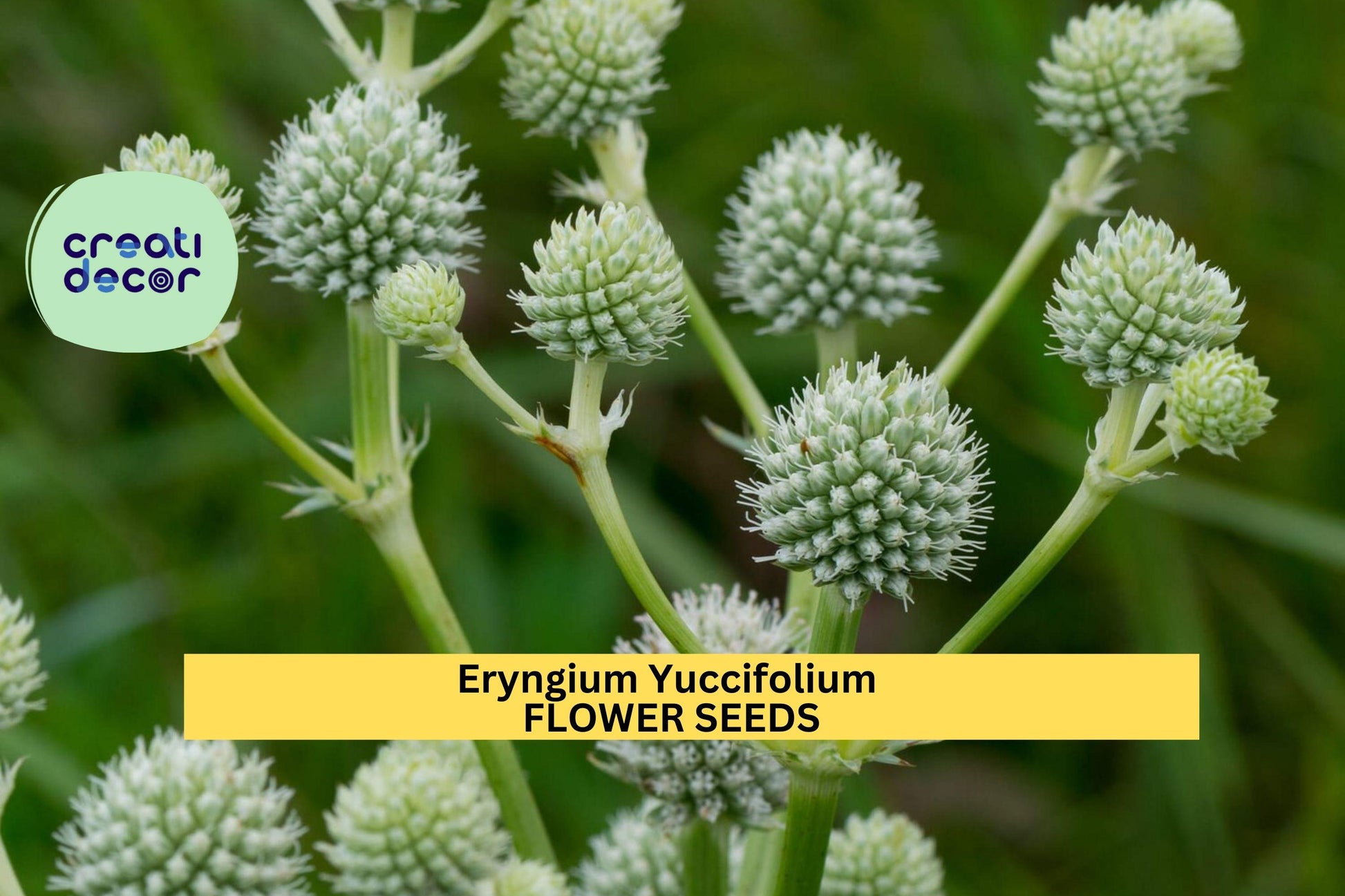 Rattlesnake Master Seeds – Eryngium yuccifolium – 1g for Planting, Native Prairie Perennial, Unique Spiky Flowers, Drought-Tolerant Plant